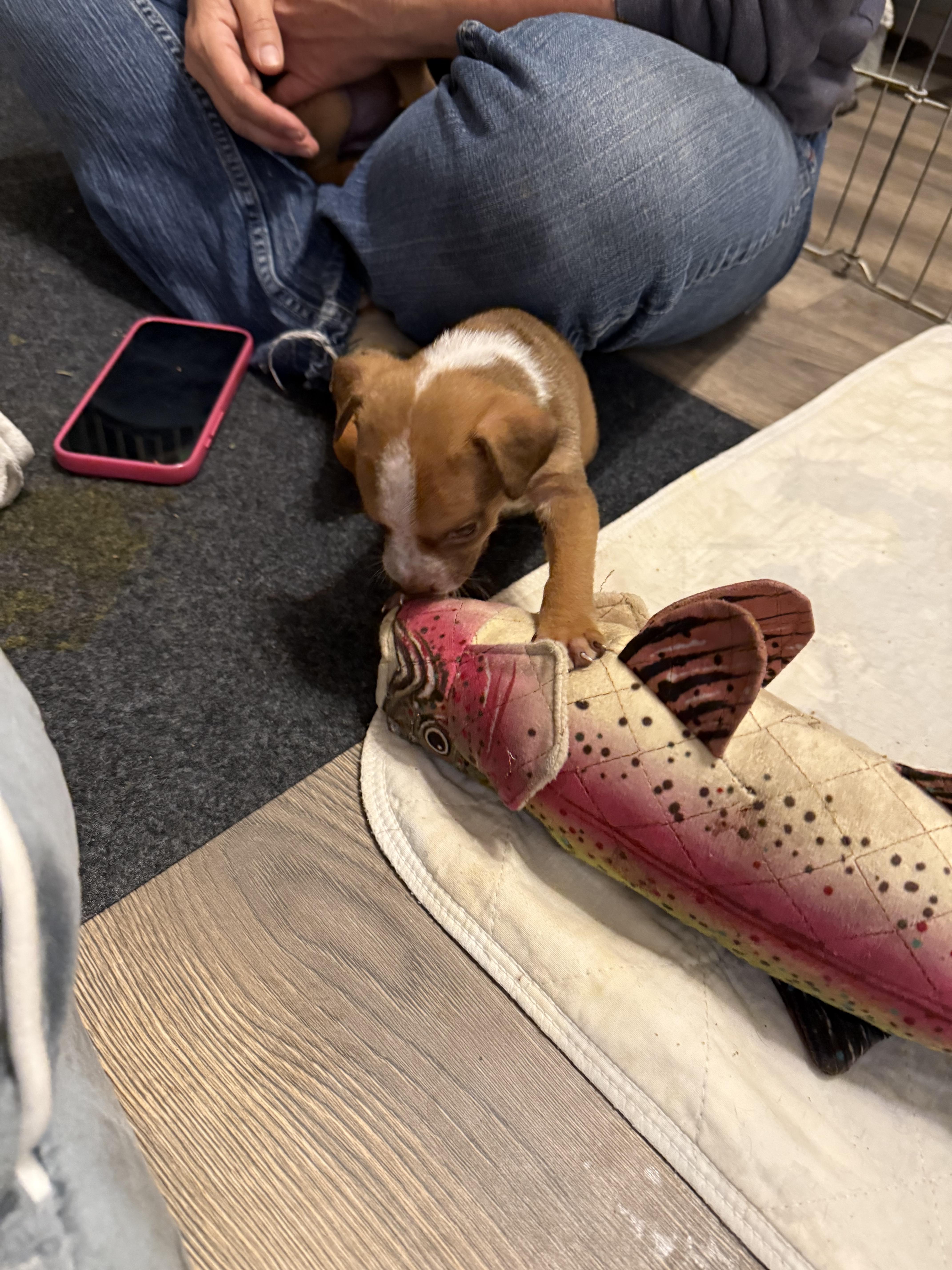 Enlarge Showgirl (The Swiftie Litter), a Adopted mixed breed in Tucson, AZ image 3/5