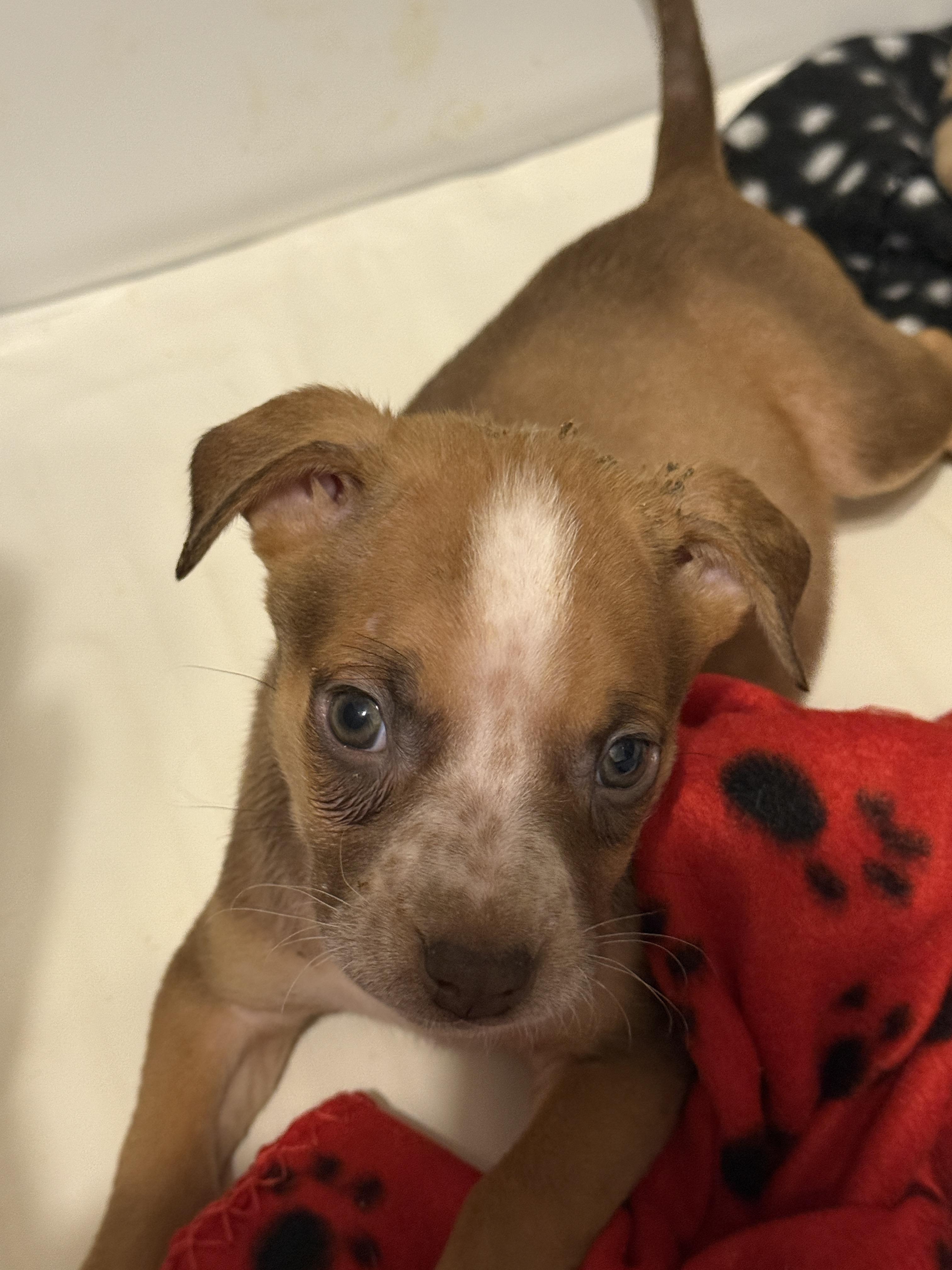 Enlarge Showgirl (The Swiftie Litter), a Adopted mixed breed in Tucson, AZ image 4/5