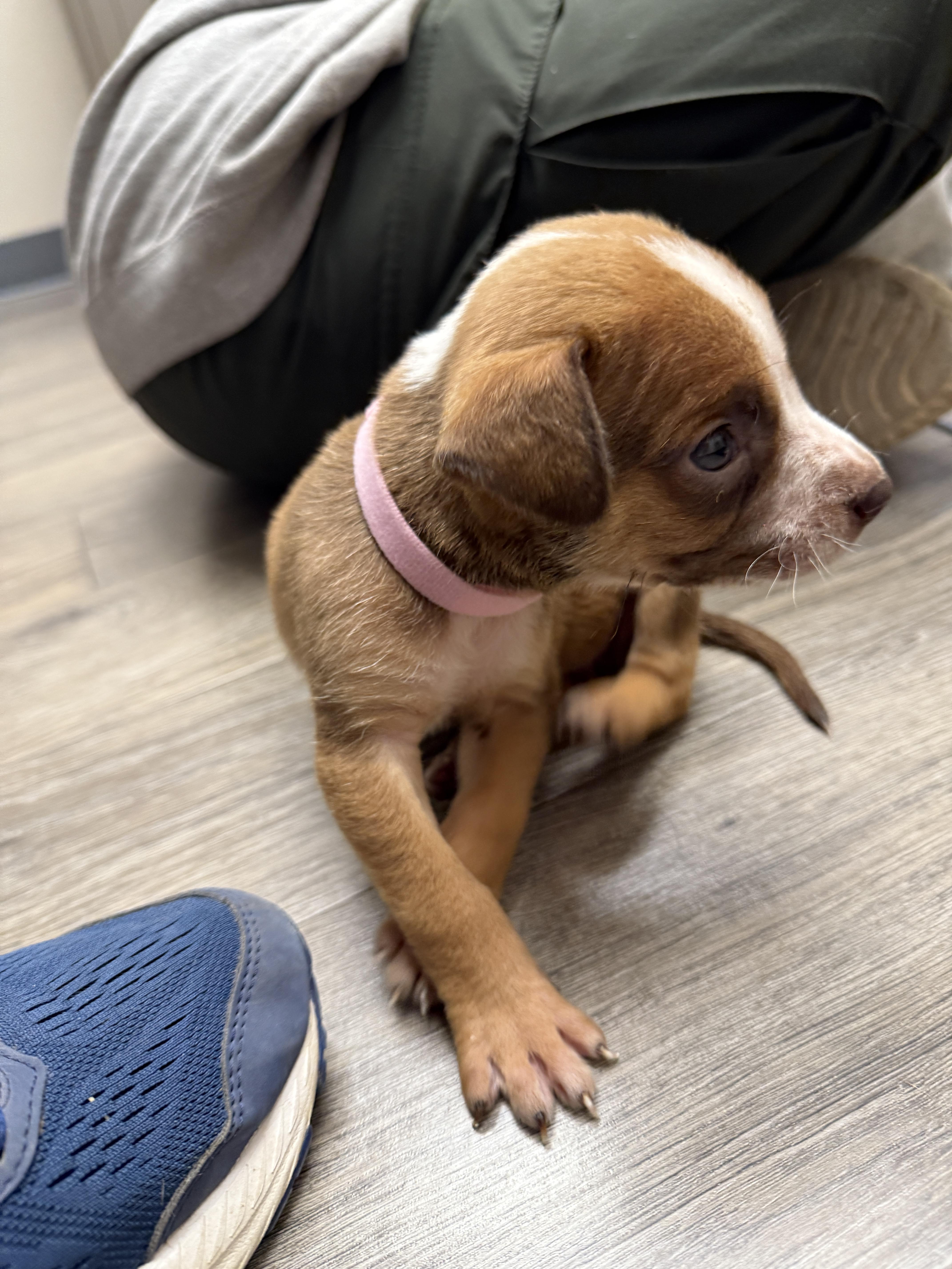 Enlarge Showgirl (The Swiftie Litter), a Adopted mixed breed in Tucson, AZ image 5/5