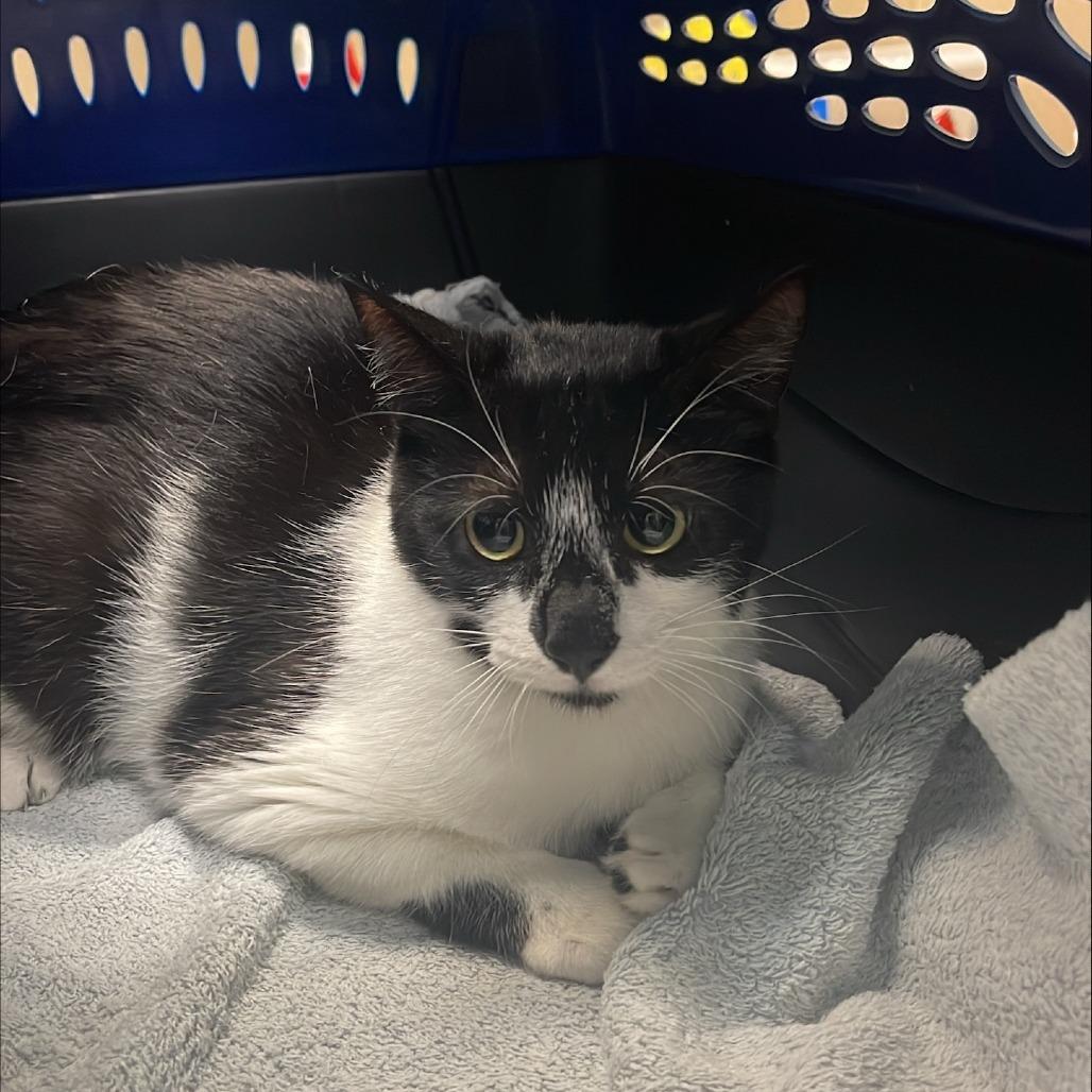 Enlarge Twinkles, a Adoptable Domestic Short Hair in Tacoma, WA image 1/1