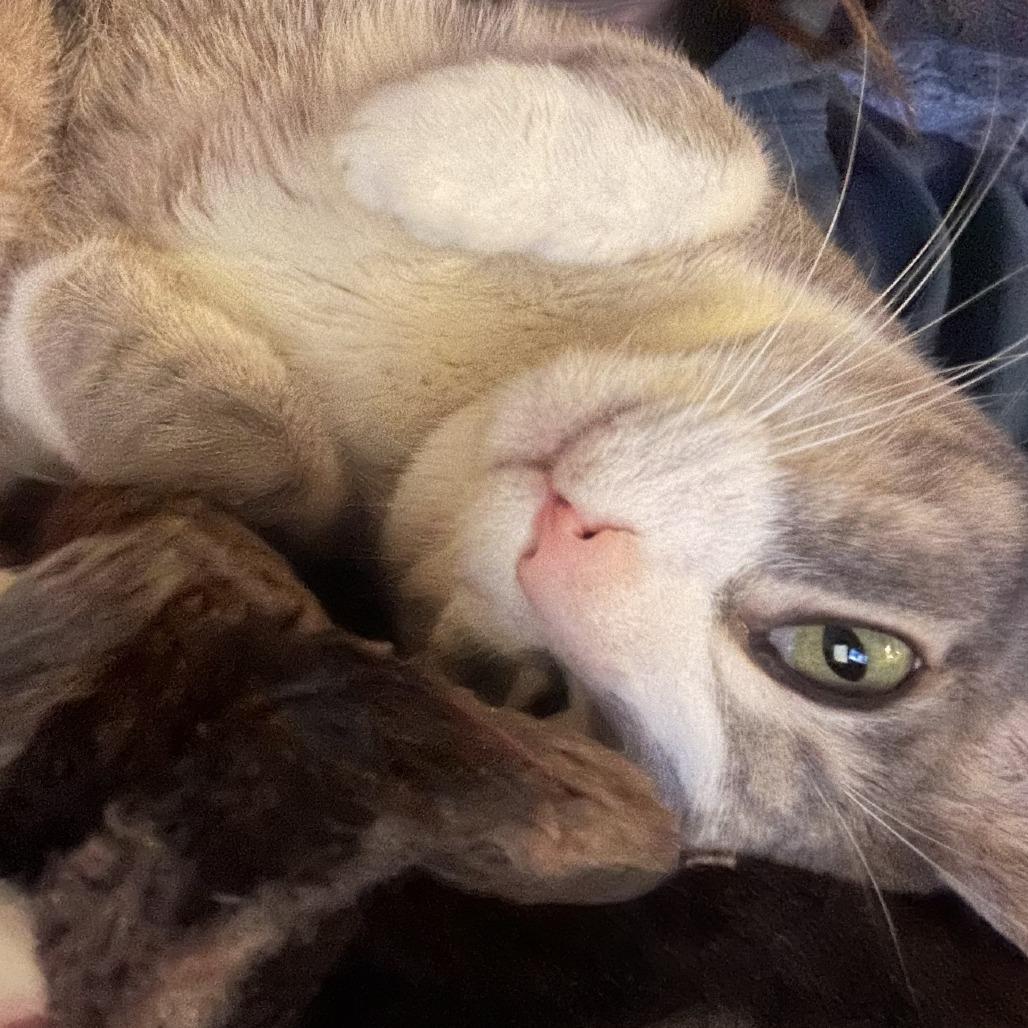 Enlarge Polly, an adopted Domestic Short Hair in Chicago, IL image 3/3