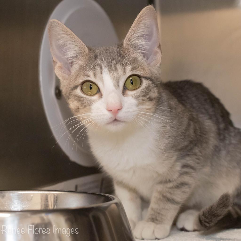 Enlarge Polly, an adopted Domestic Short Hair in Chicago, IL image 2/3