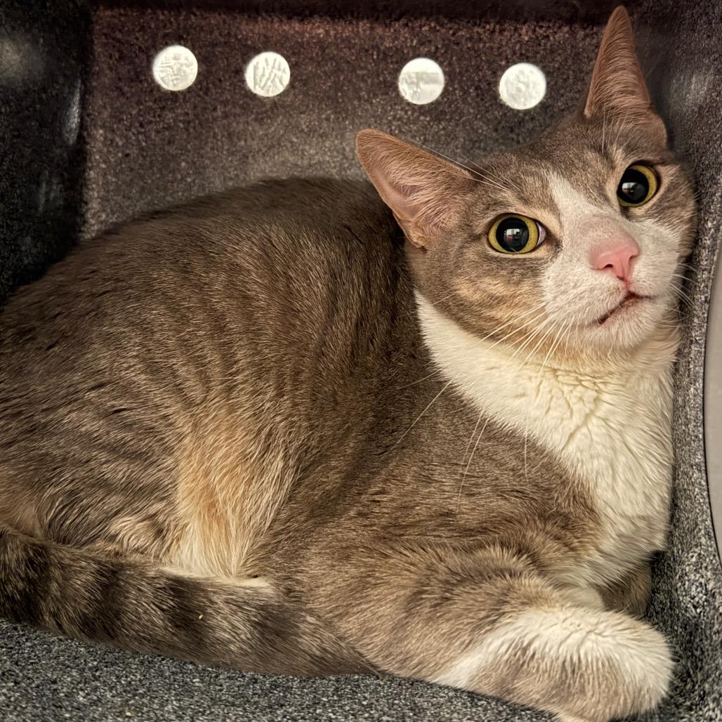 Enlarge Polly, an adopted Domestic Short Hair in Chicago, IL image 1/3