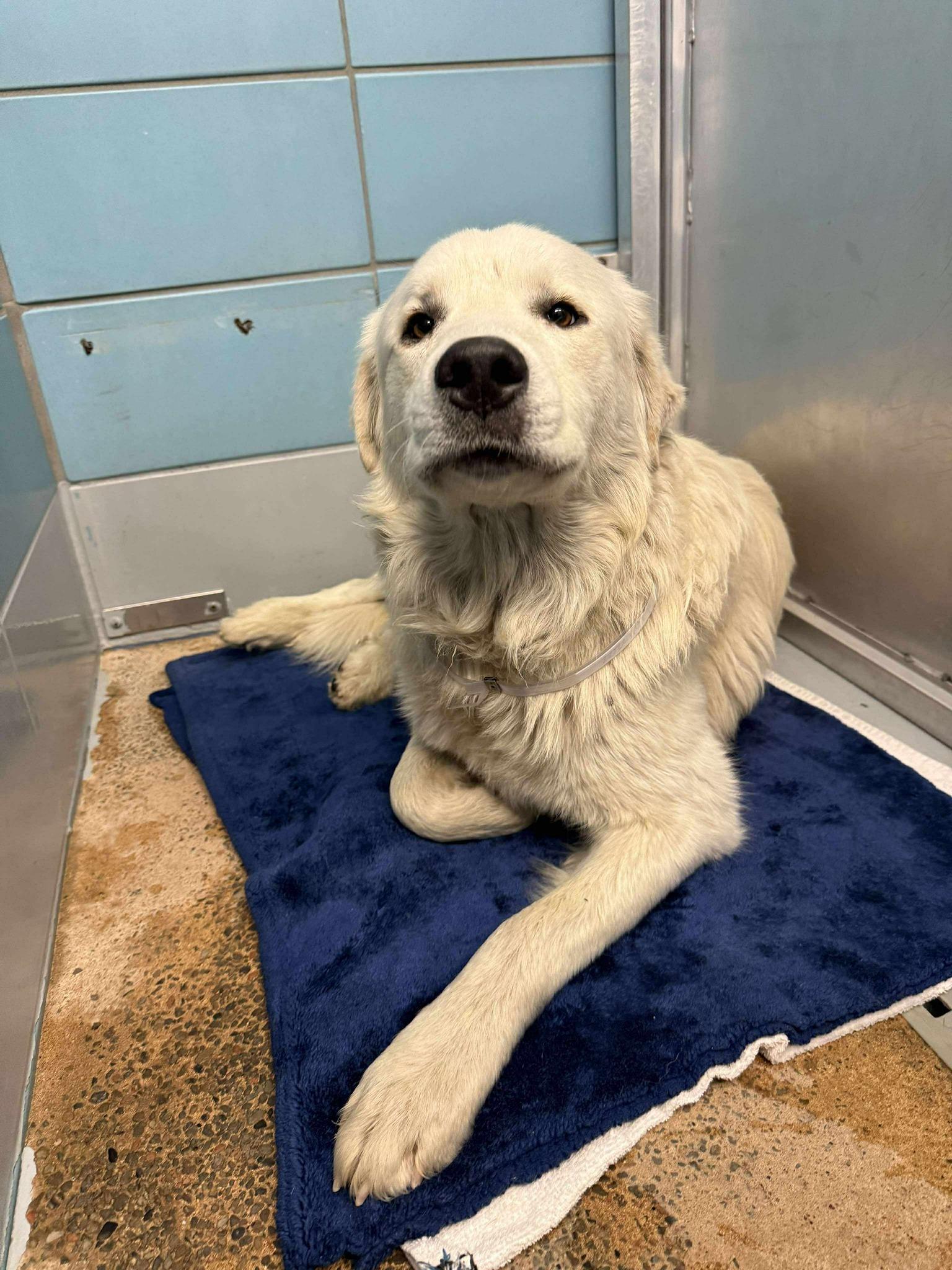 Enlarge Dale, a ADOPTABLE mixed breed in Fort Collins, CO image 3/3