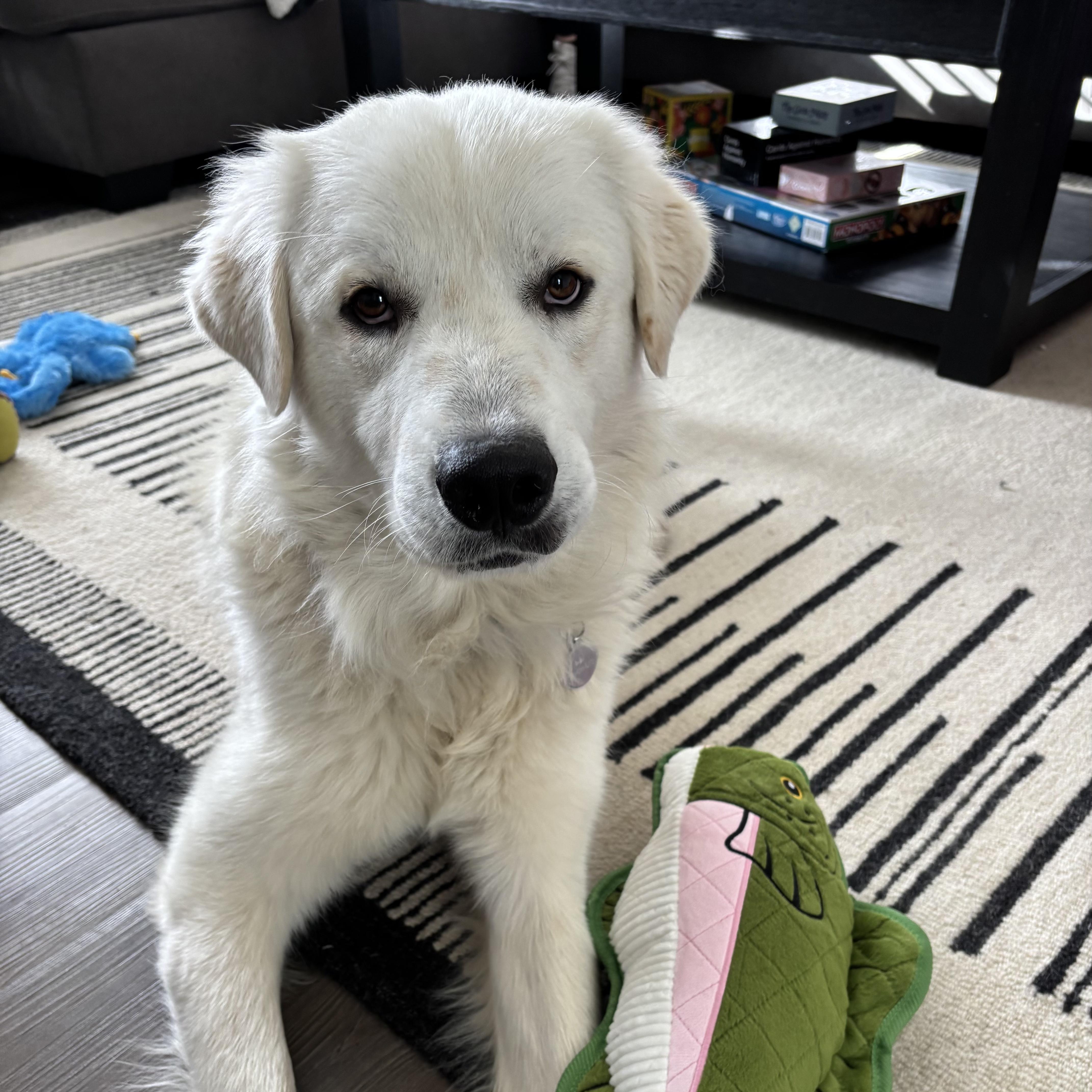 Dale, ADOPTABLE, Adult Male Great Pyrenees.