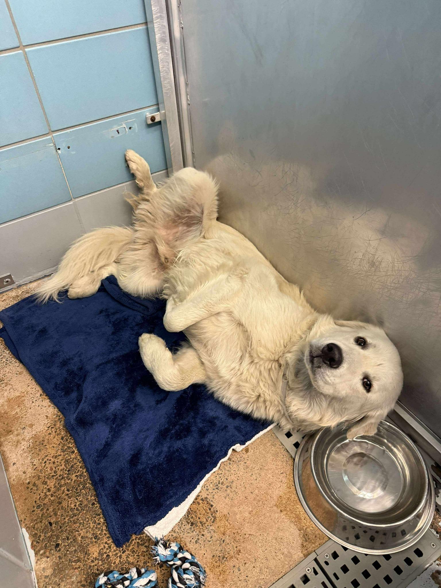 Enlarge Dale, a ADOPTABLE mixed breed in Fort Collins, CO image 2/3