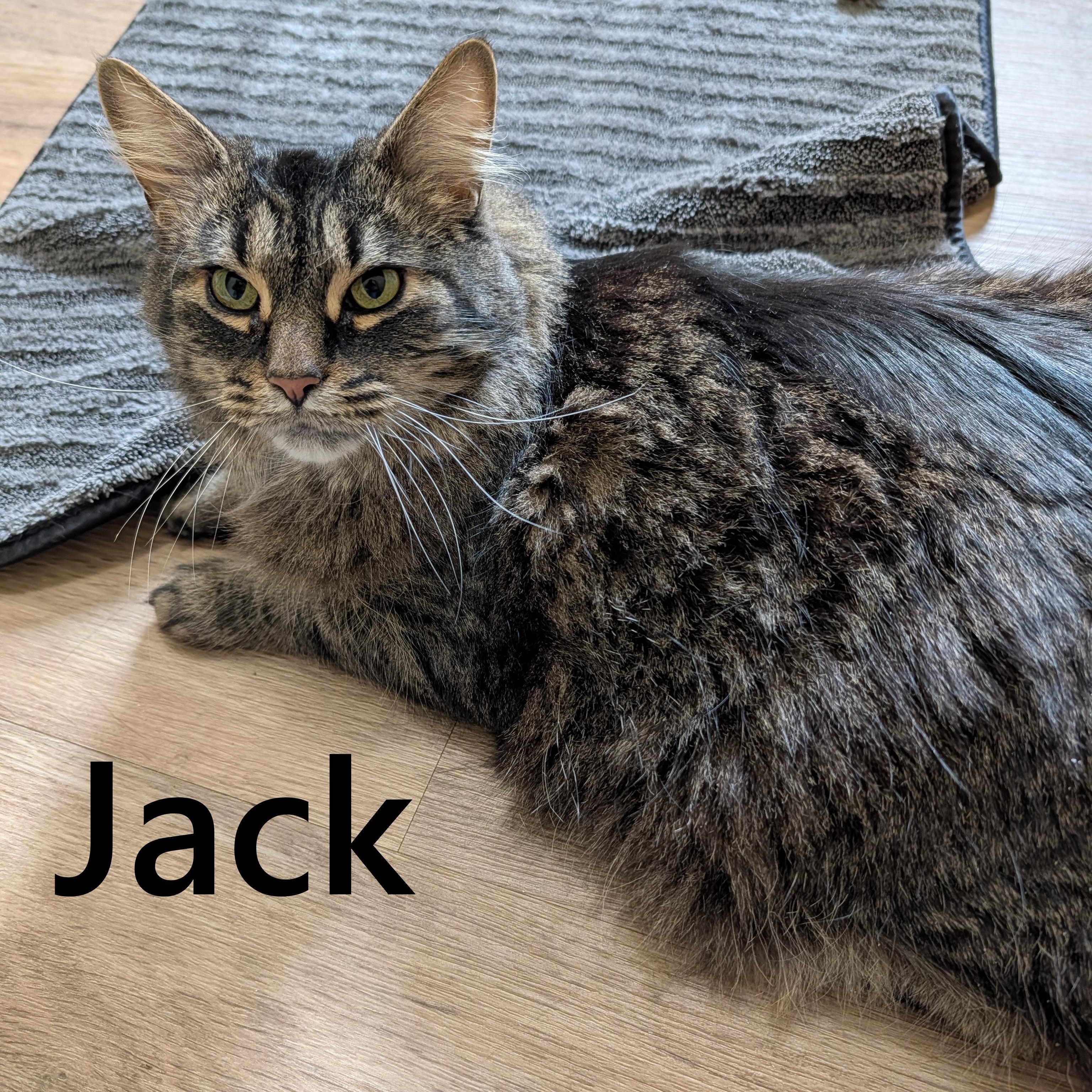 Jack , Adoptable, Adult Male Domestic Long Hair.