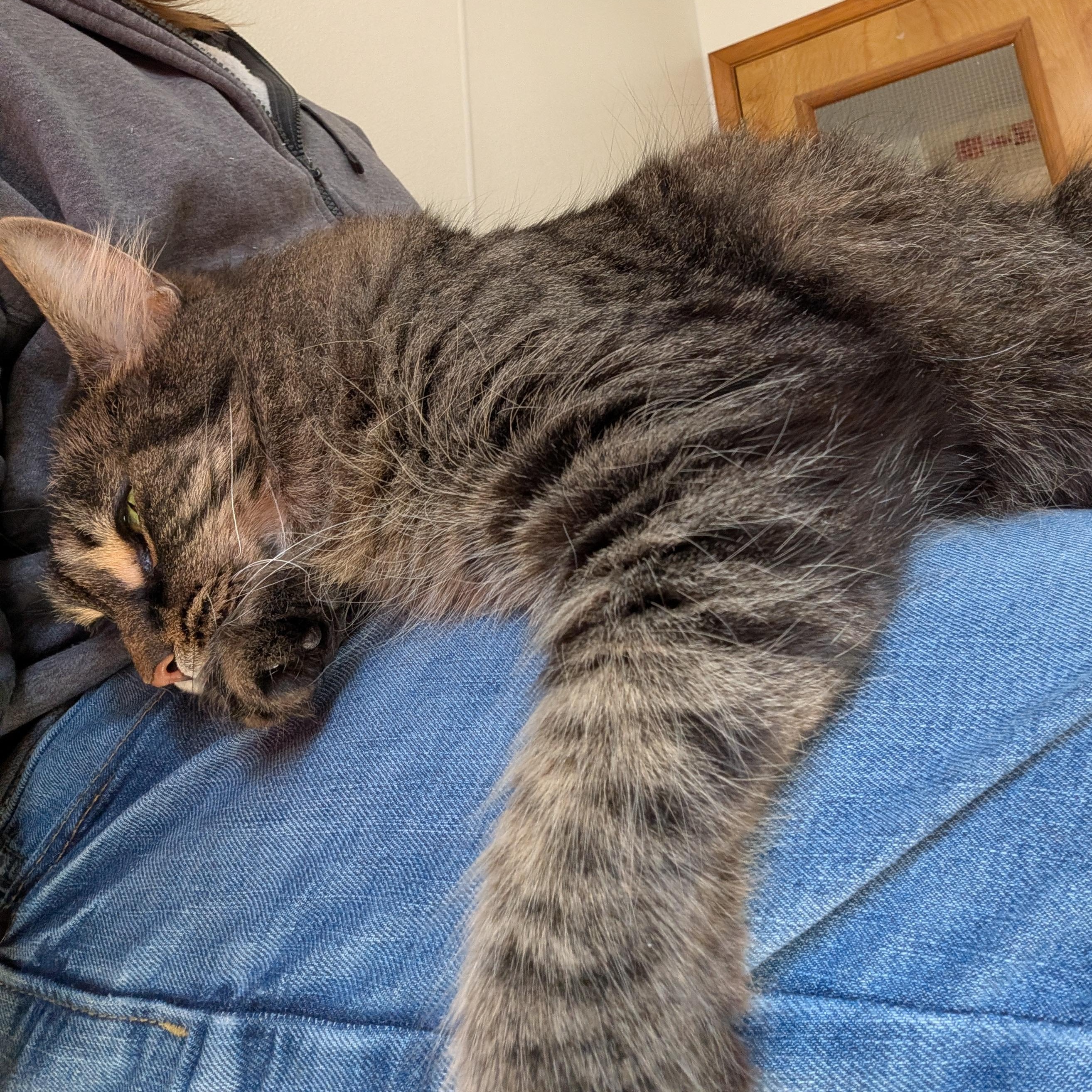 Jack , Adoptable, Adult Male Domestic Long Hair.