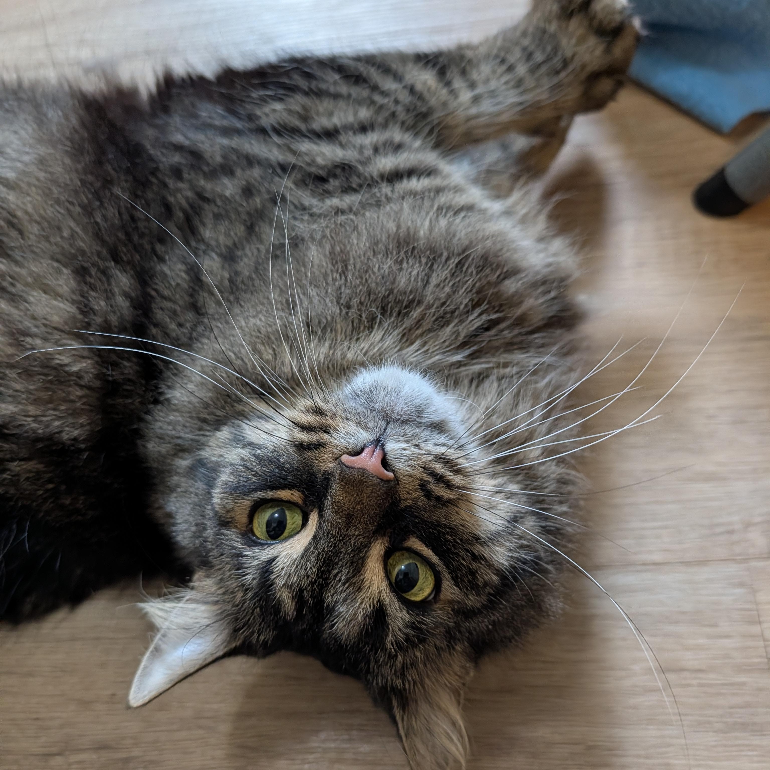 Enlarge Jack , a Adoptable Domestic Long Hair in Manistique, MI image 2/2
