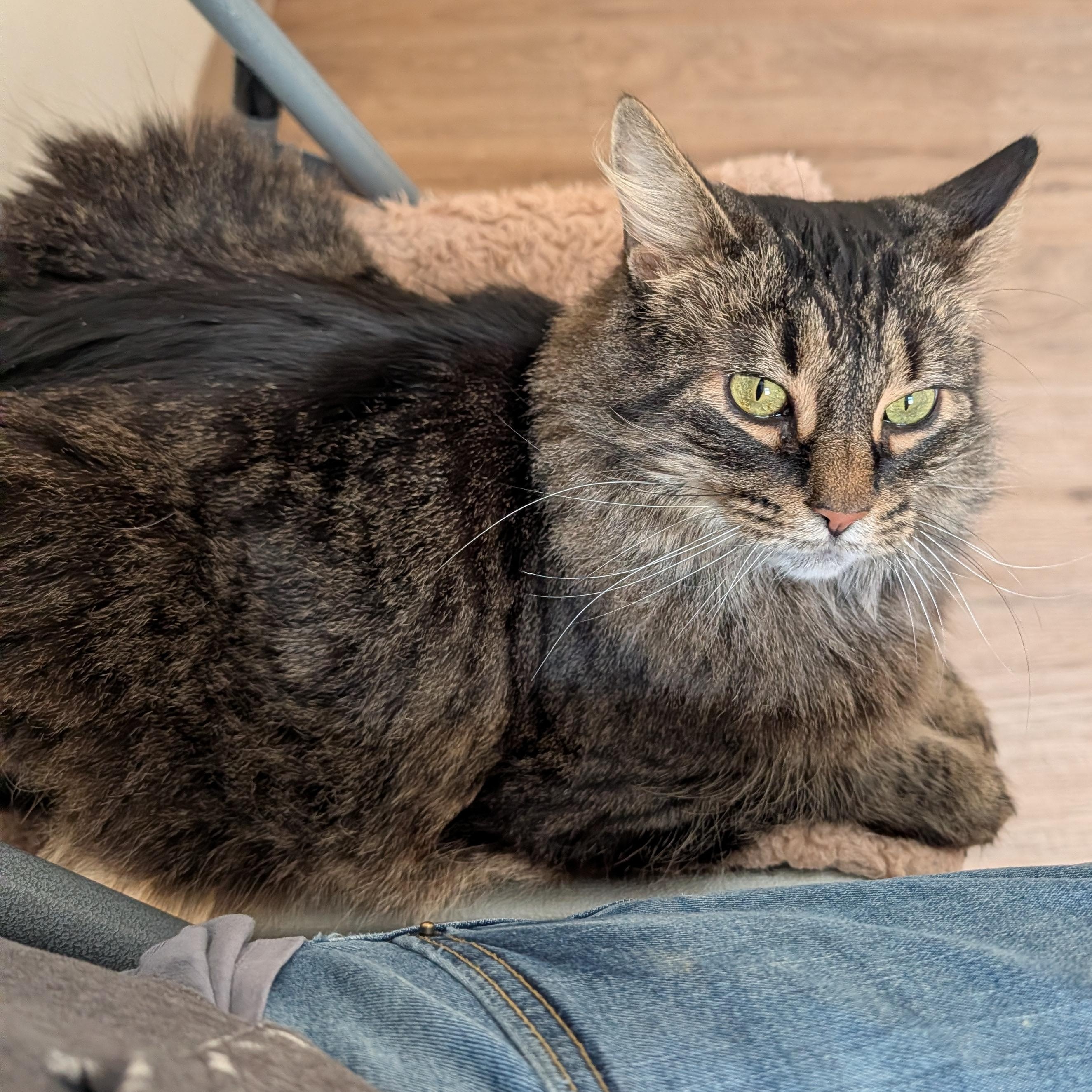 Enlarge Jack , a Adoptable Domestic Long Hair in Manistique, MI image 2/4