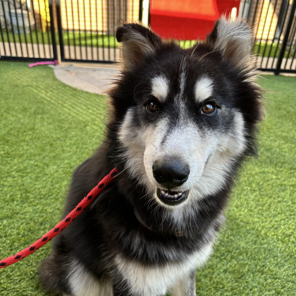 Remington, Adoptable, Young Male Alaskan Malamute.