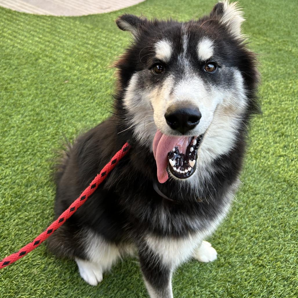 Enlarge Remington, a Adoptable mixed breed in Long Beach, CA image 2/5