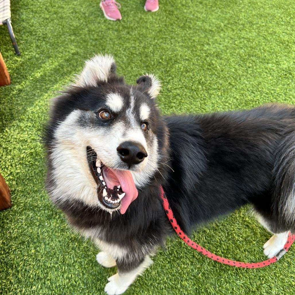 Enlarge Remington, a Adoptable mixed breed in Long Beach, CA image 3/5