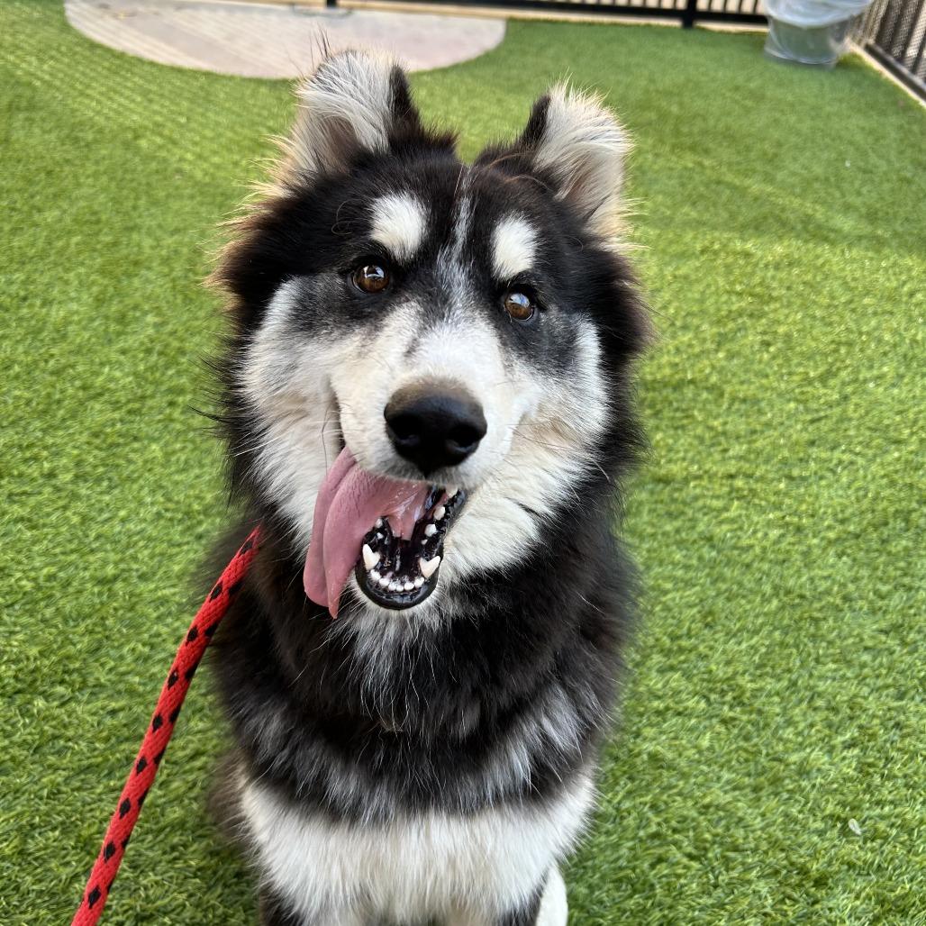 Enlarge Remington, a Adoptable mixed breed in Long Beach, CA image 4/5