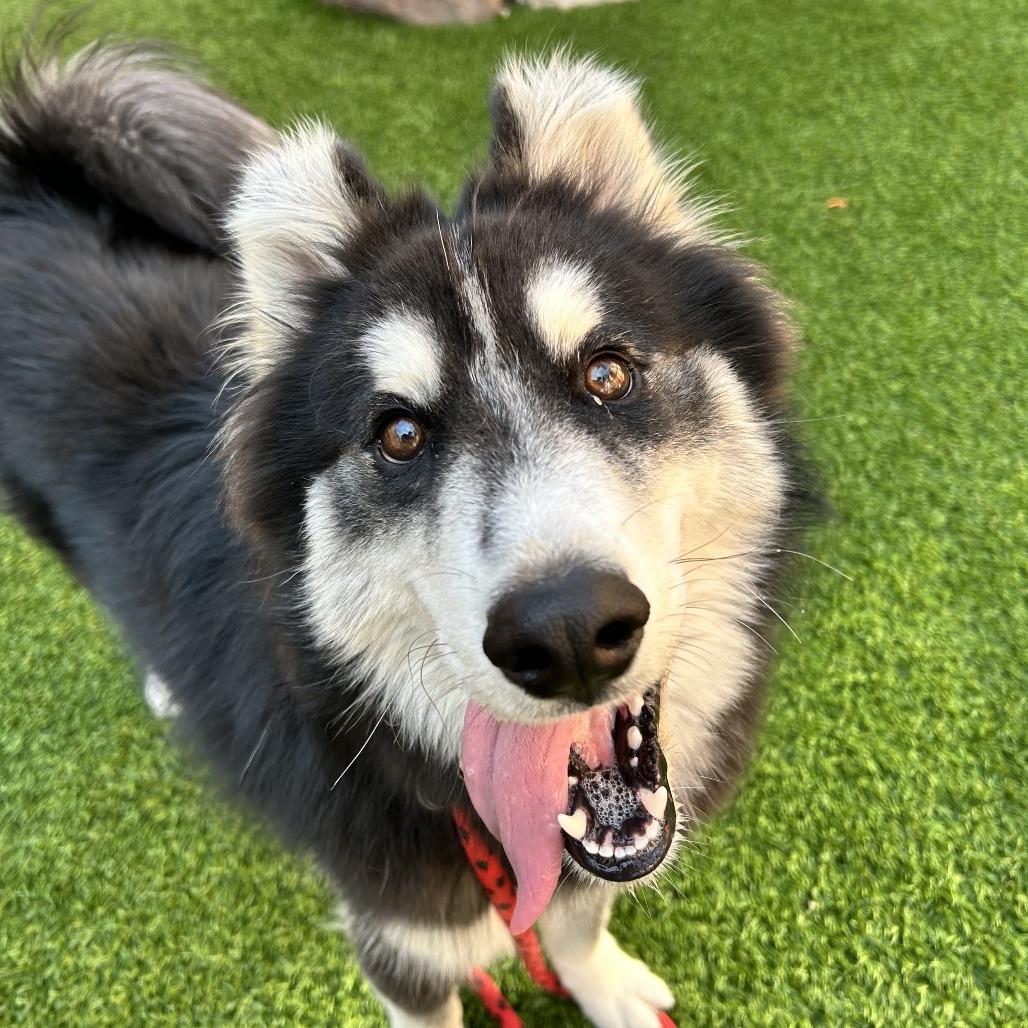 Enlarge Remington, a Adoptable mixed breed in Long Beach, CA image 5/5