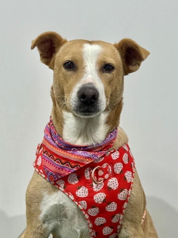 Enlarge Ladybug, a Adoptable mixed breed in Alameda, CA image 1/1