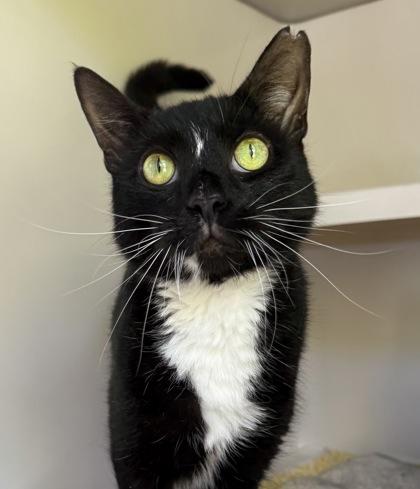 Scruffy, a Adoptable Domestic Short Hair in Honolulu, HI image 1/2