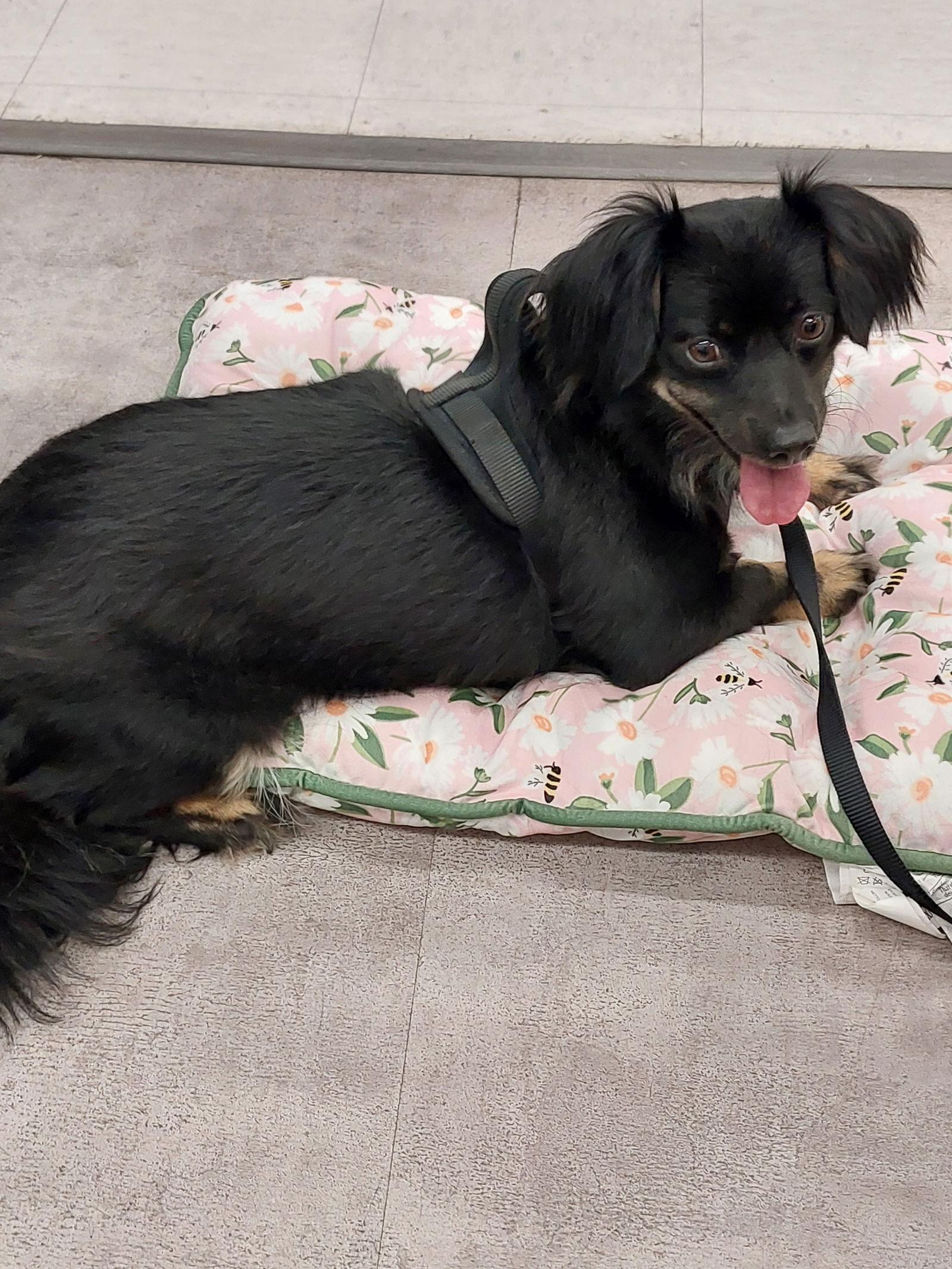 NICHOL, Adopted, Adult Female Dachshund.