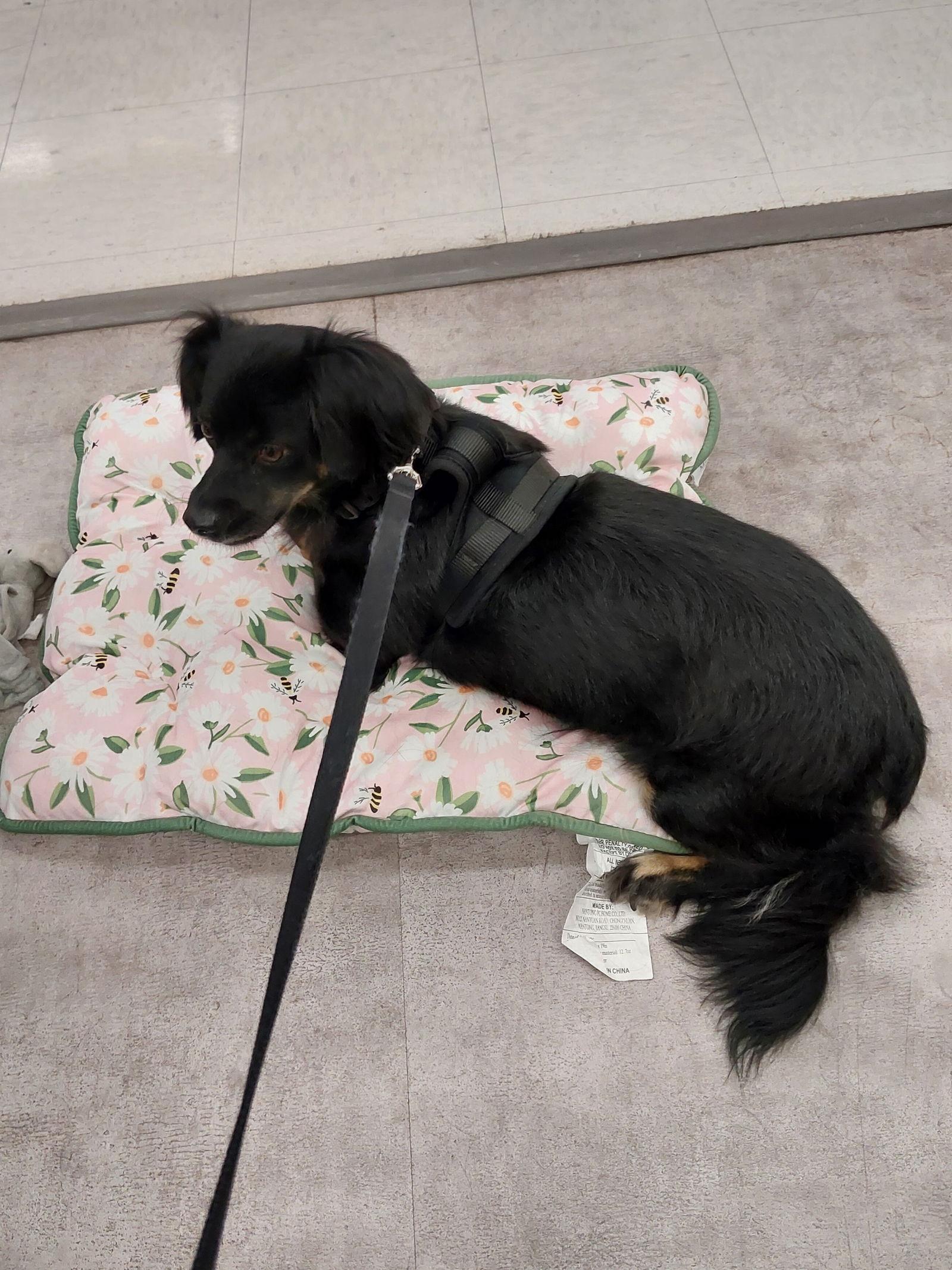 Enlarge NICHOL, a Adopted Dachshund in San Antonio, TX image 3/3