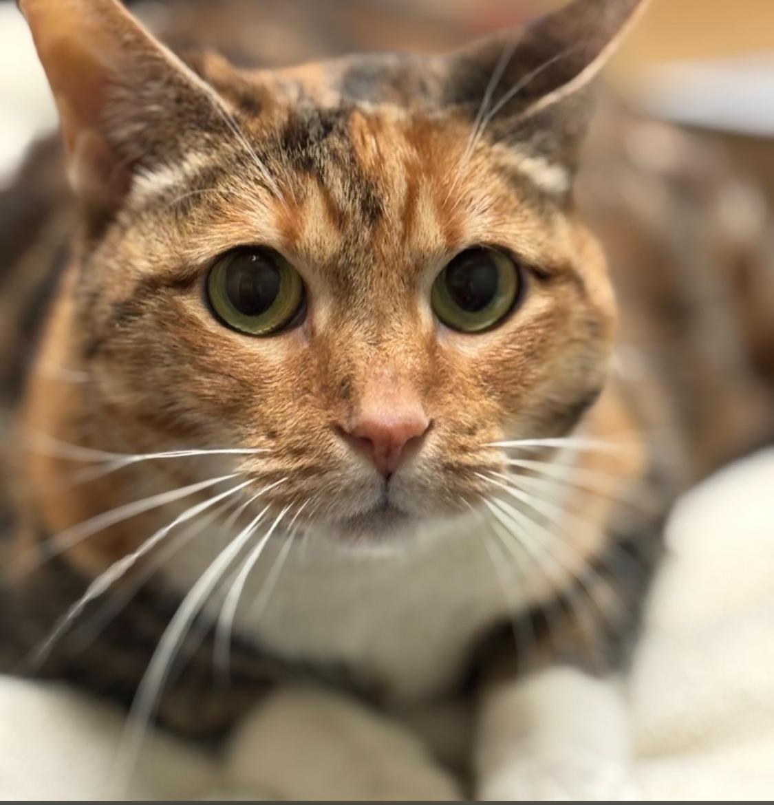 Enlarge Blessed, a ADOPTABLE Domestic Short Hair in Suffolk, VA image 1/1