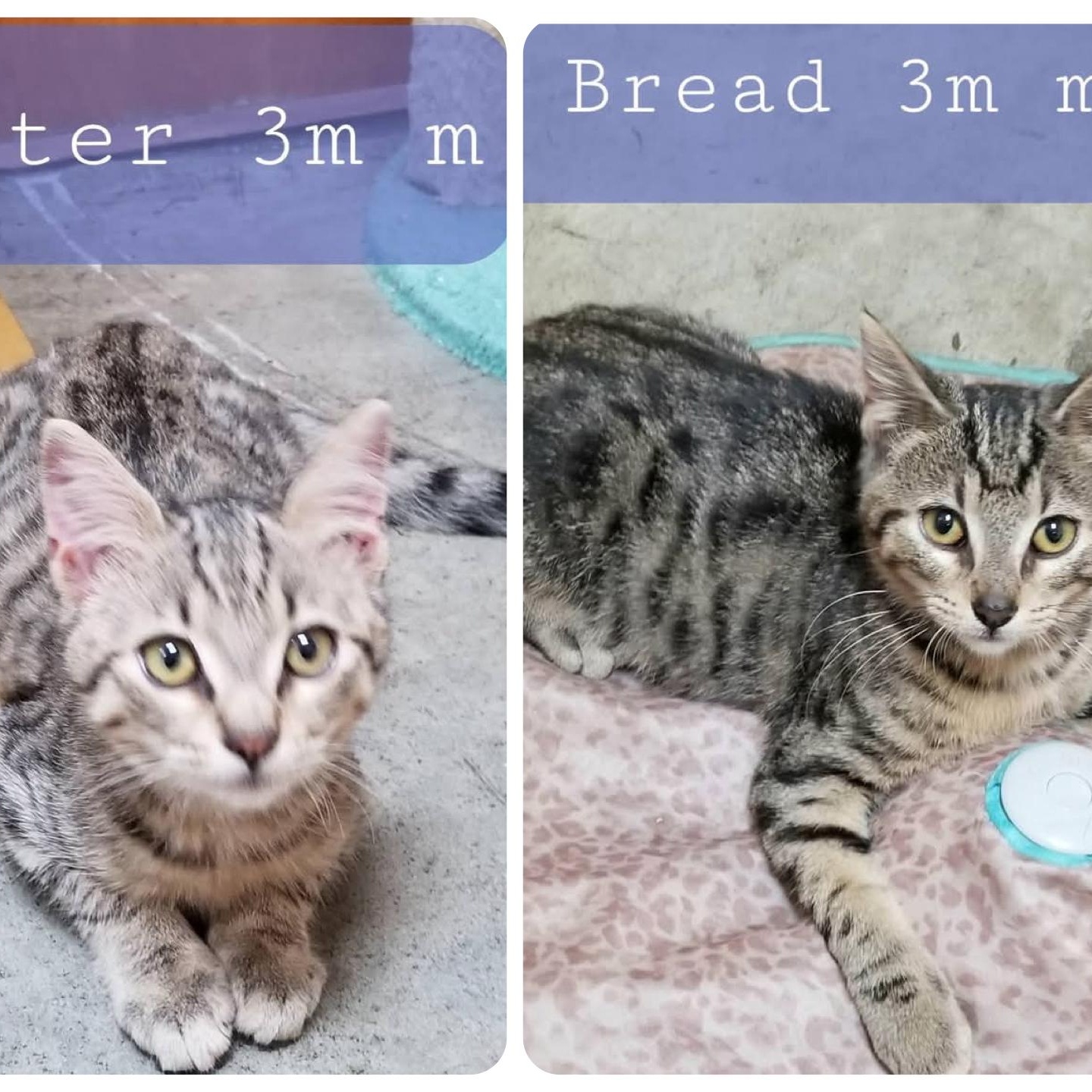 Bread & Butter, adopted, Kitten Male Domestic Short Hair.