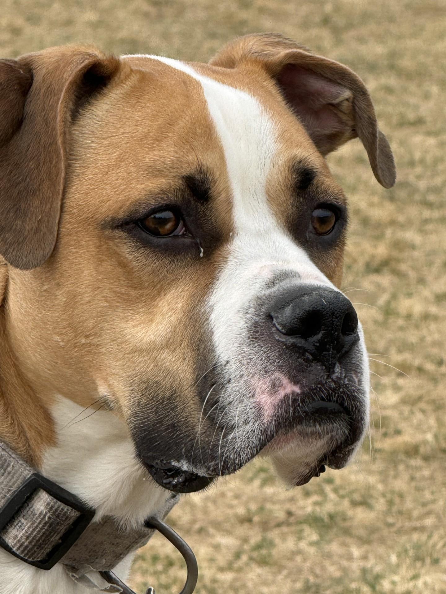 Odin, a ADOPTABLE Boxer in Hamilton, MT image 3/5