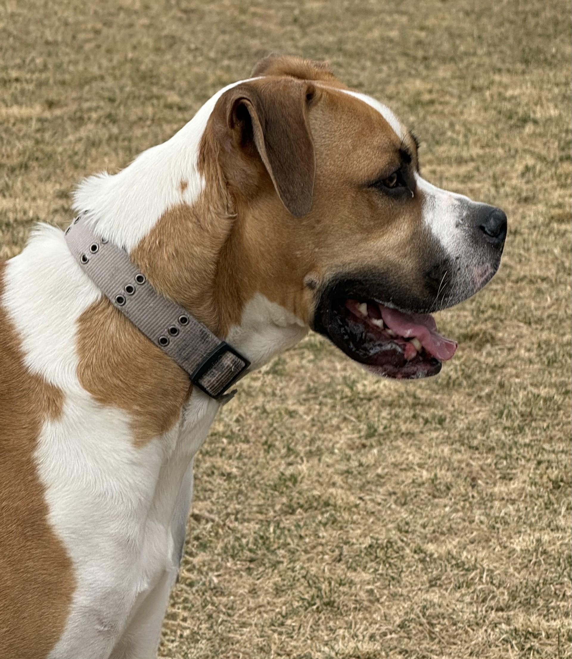 Odin, a ADOPTABLE Boxer in Hamilton, MT image 2/5