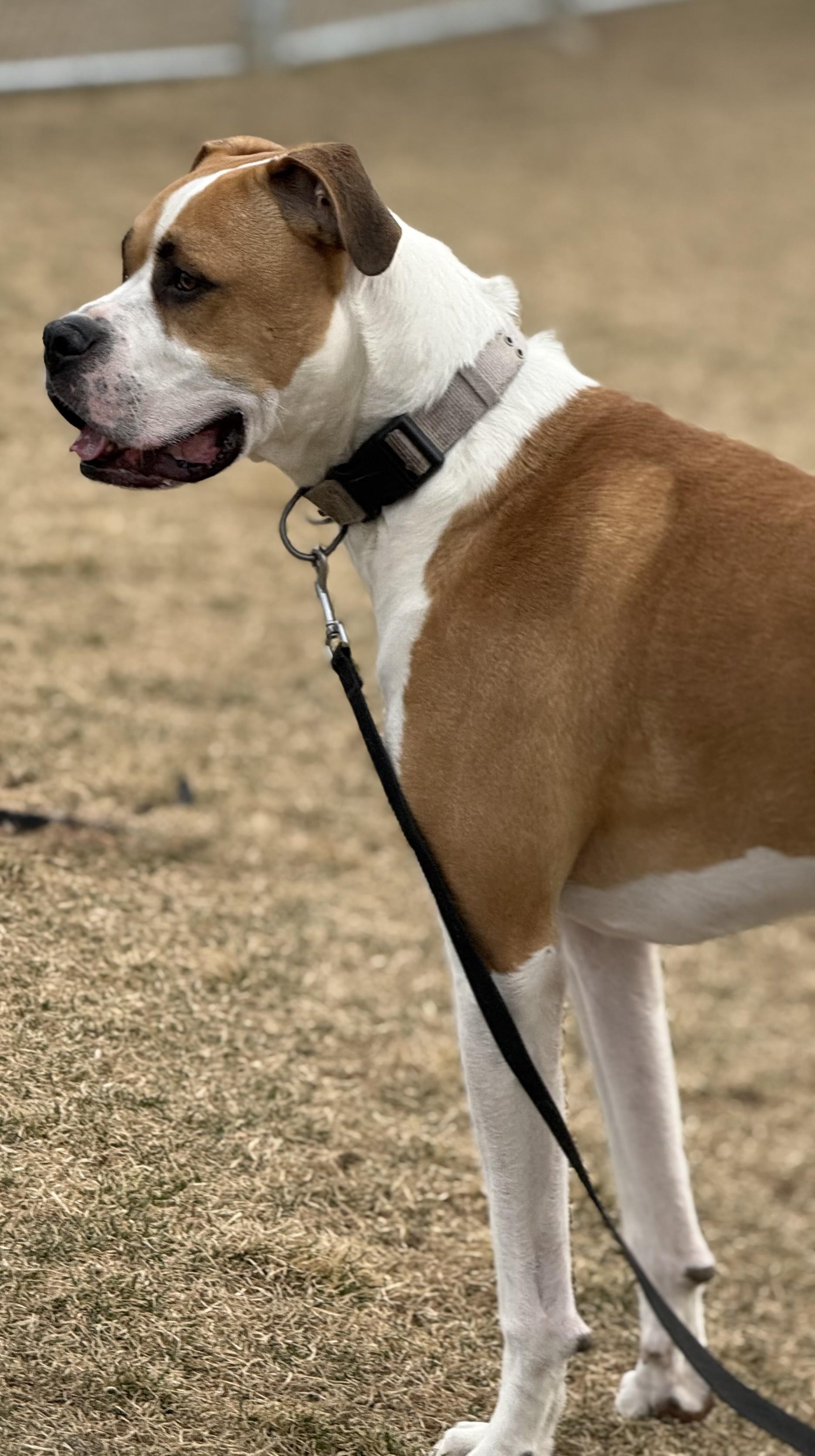 Odin, a ADOPTABLE Boxer in Hamilton, MT image 1/5