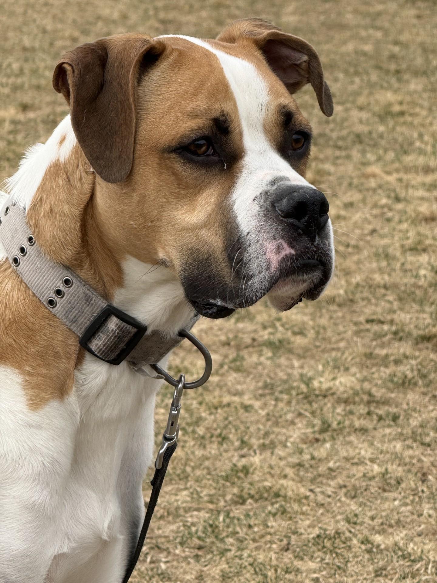 Odin, a ADOPTABLE Boxer in Hamilton, MT image 4/5