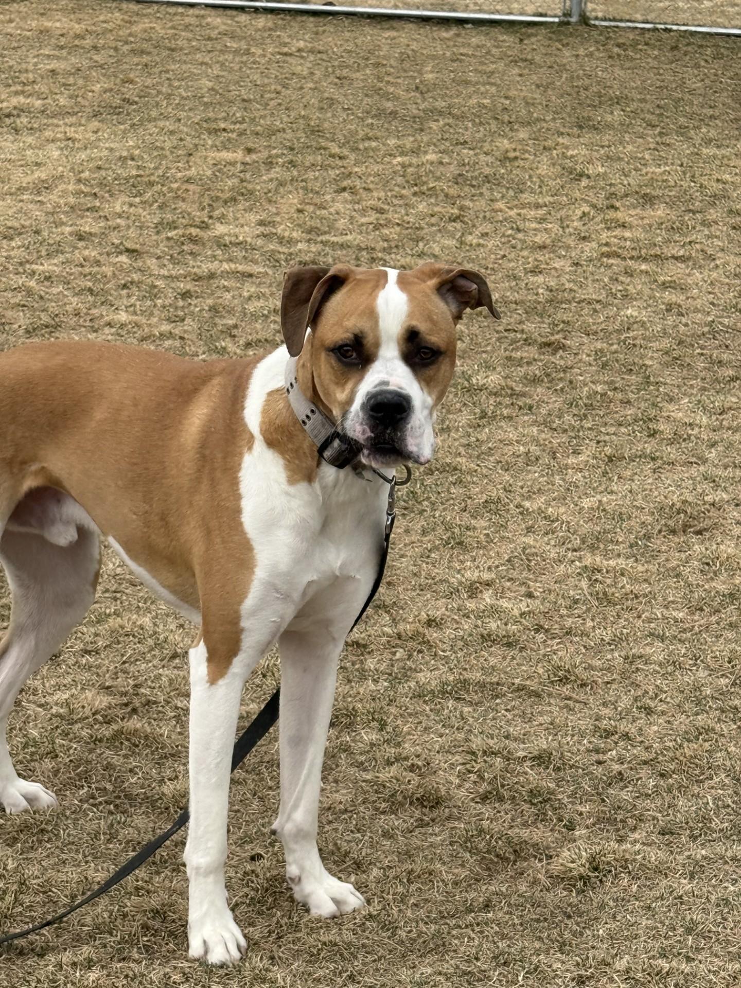 Odin, a ADOPTABLE Boxer in Hamilton, MT image 5/5