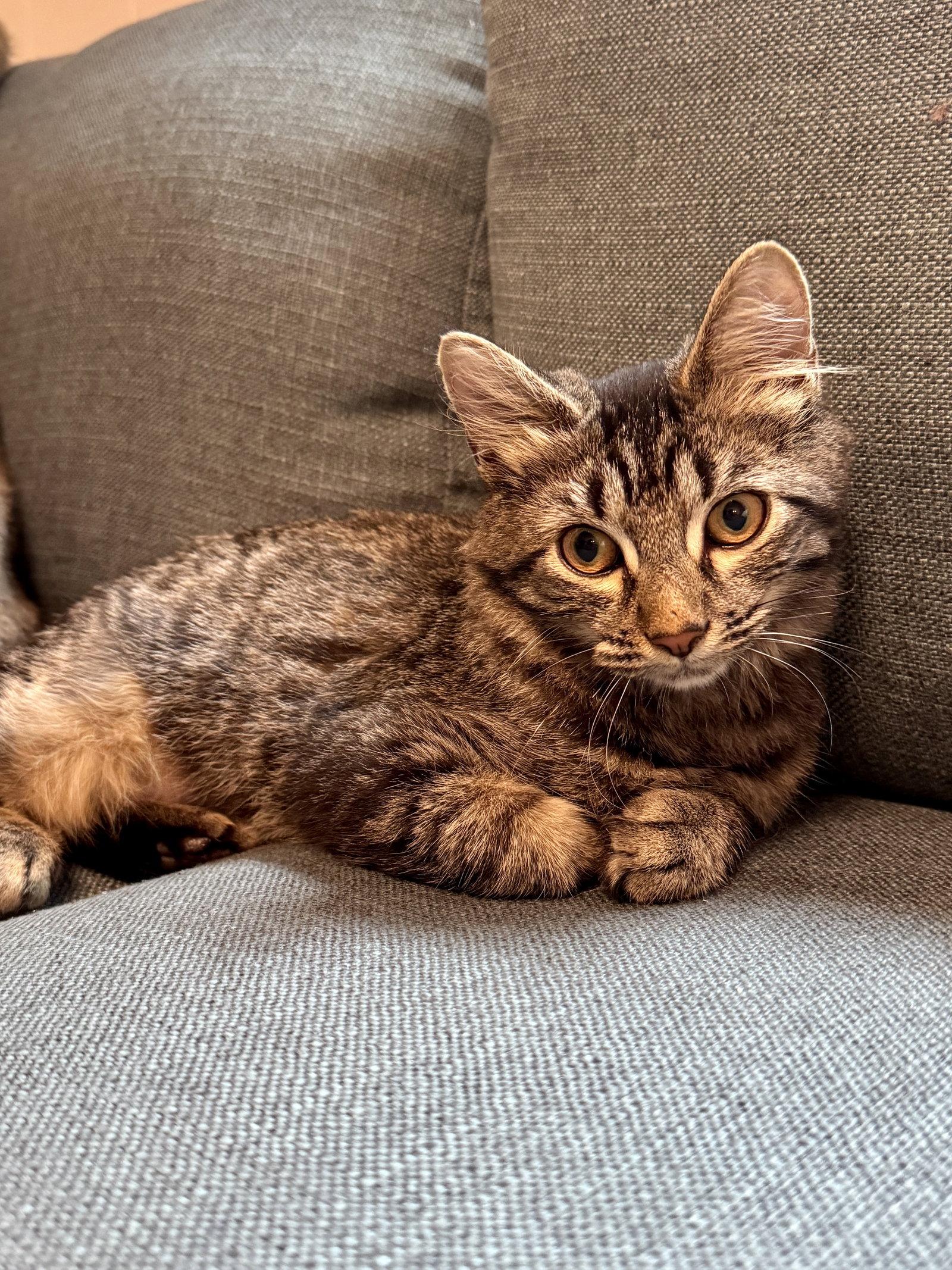 Enlarge Nori, a Adoptable Tabby in Virginia Beach, VA image 1/3
