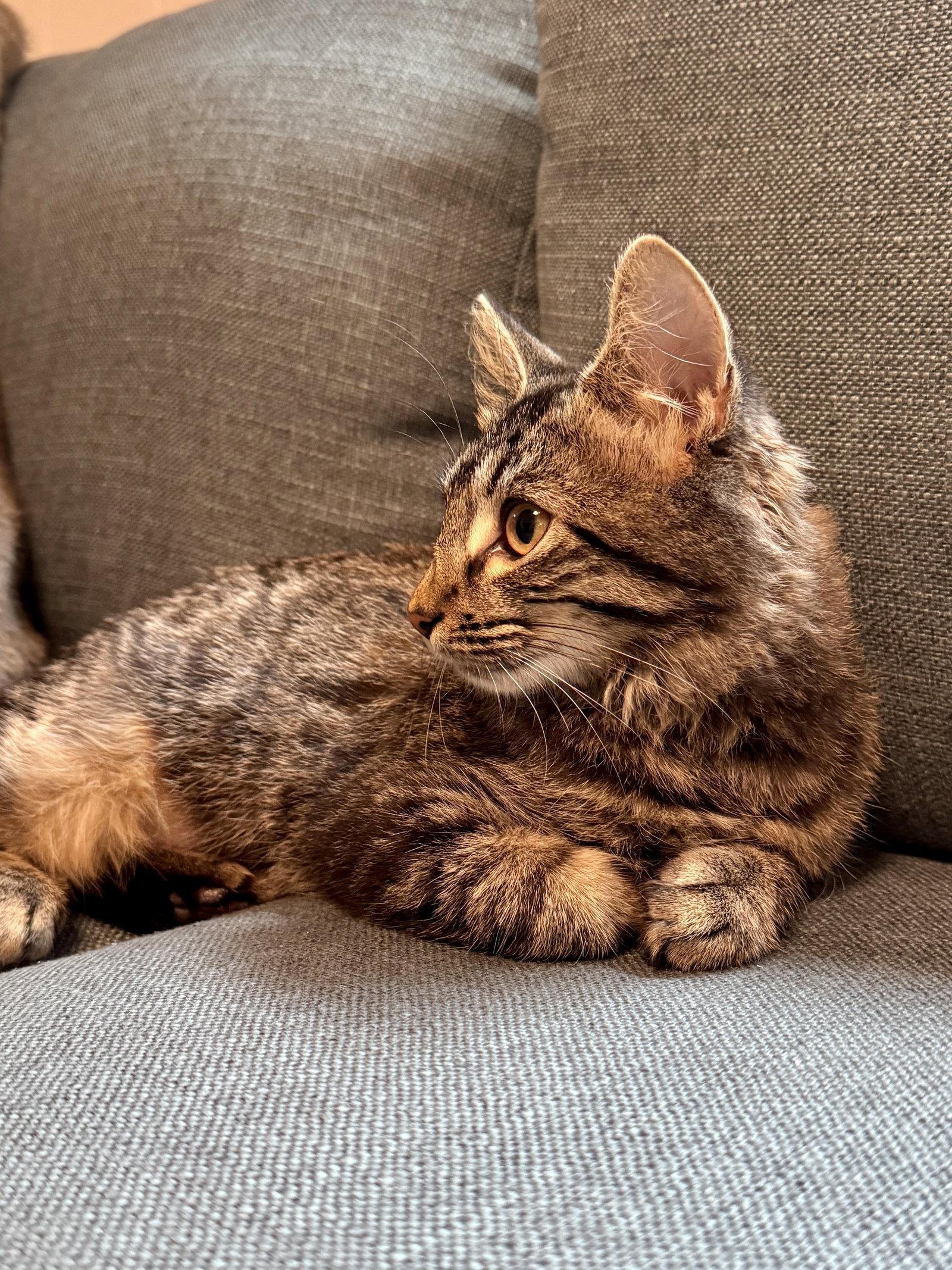 Enlarge Nori, a Adoptable Tabby in Virginia Beach, VA image 2/3