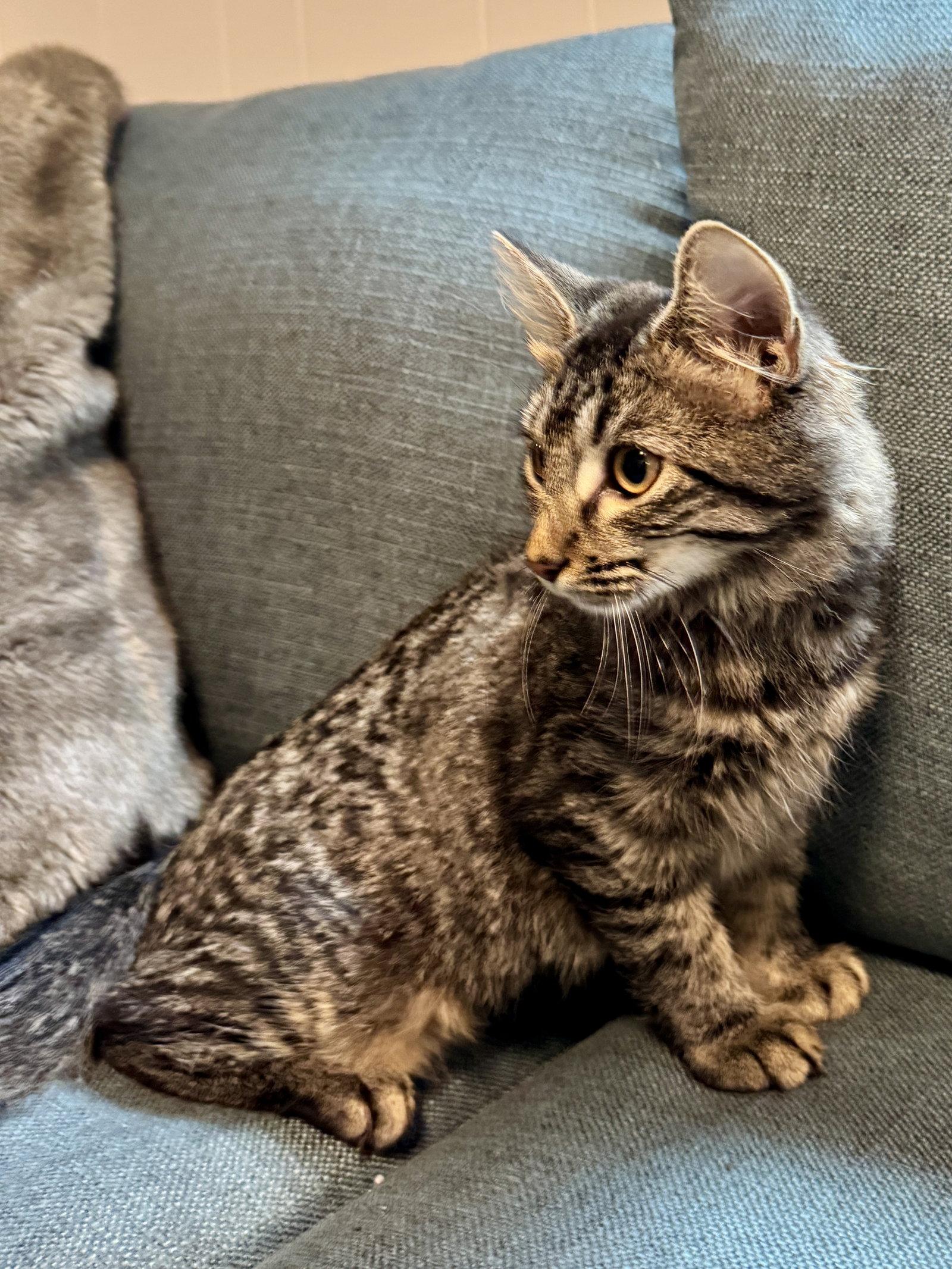 Enlarge Nori, a Adoptable Tabby in Virginia Beach, VA image 3/3