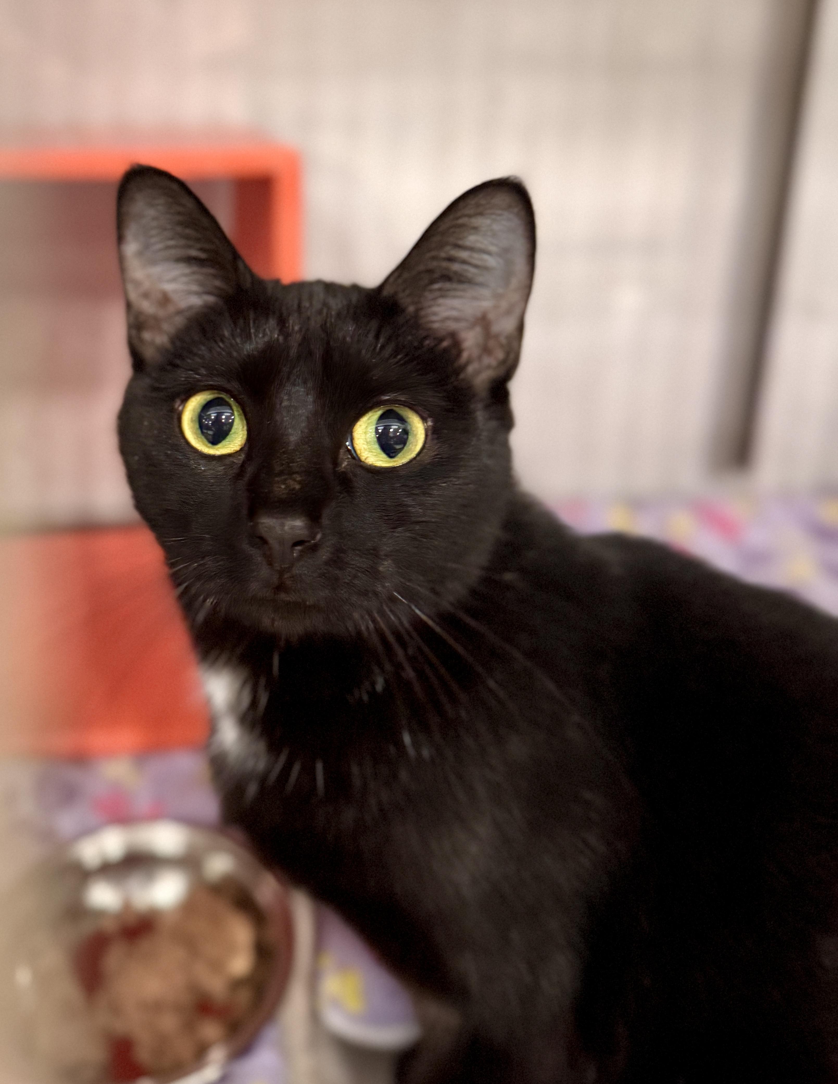 Enlarge Jane @ Livonia PetSmart, a Adoptable mixed breed in Livonia, MI image 4/5