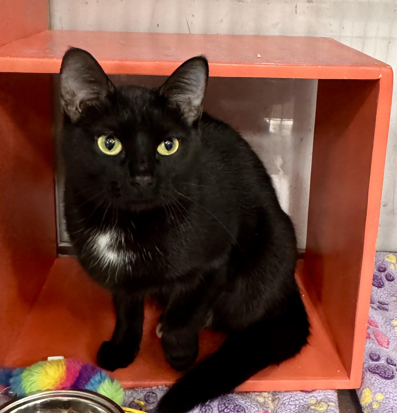 Enlarge Jane @ Livonia PetSmart, a Adoptable mixed breed in Livonia, MI image 3/5