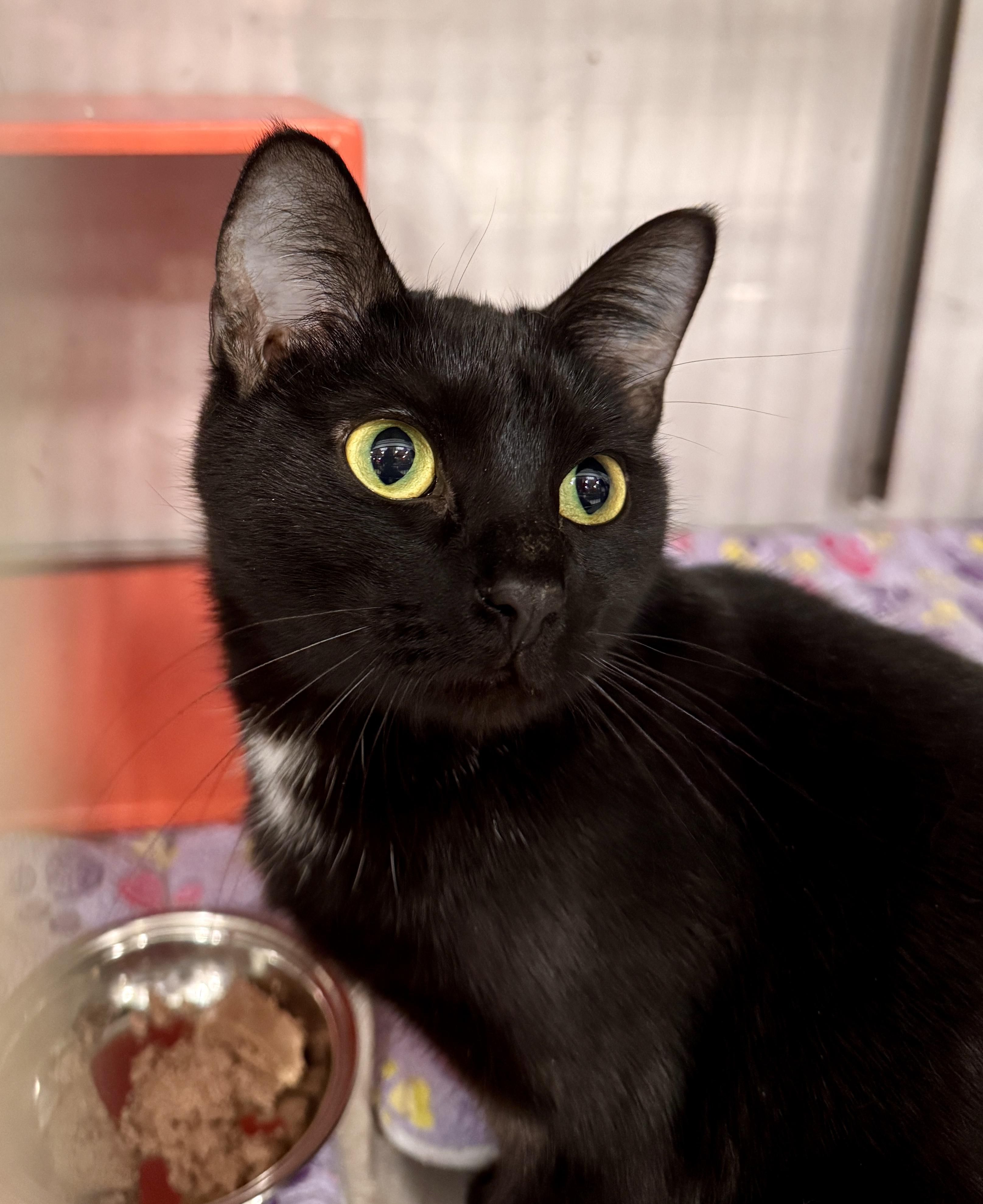 Enlarge Jane @ Livonia PetSmart, a Adoptable mixed breed in Livonia, MI image 2/5