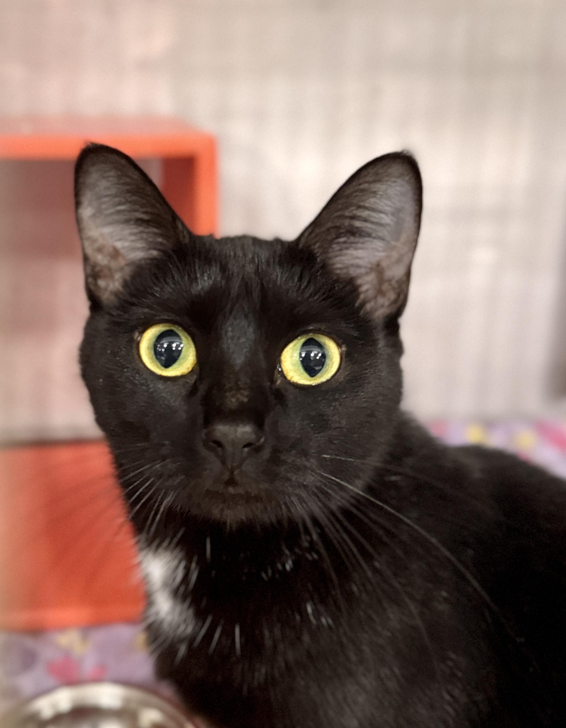 Enlarge Jane @ Livonia PetSmart, a Adoptable mixed breed in Livonia, MI image 1/5