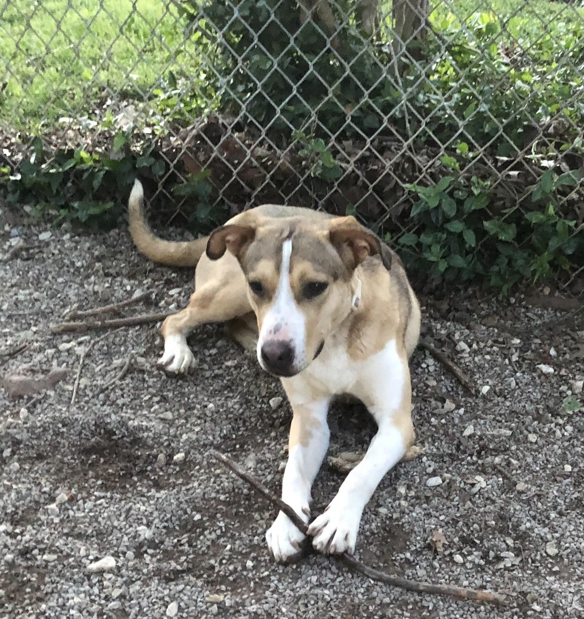 Enlarge Stanley, a Adoptable mixed breed in Troy, MO image 1/1