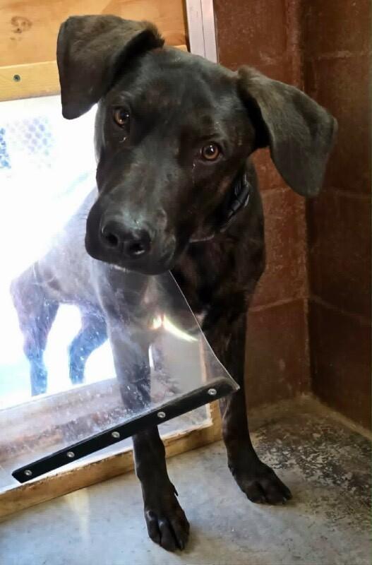 DJango, Adoptable, Young Male Plott Hound.