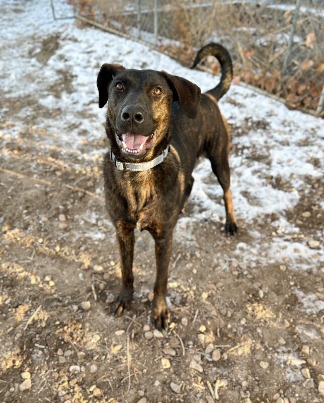Enlarge DJango, a Adoptable Plott Hound in Windsor, CO image 2/5