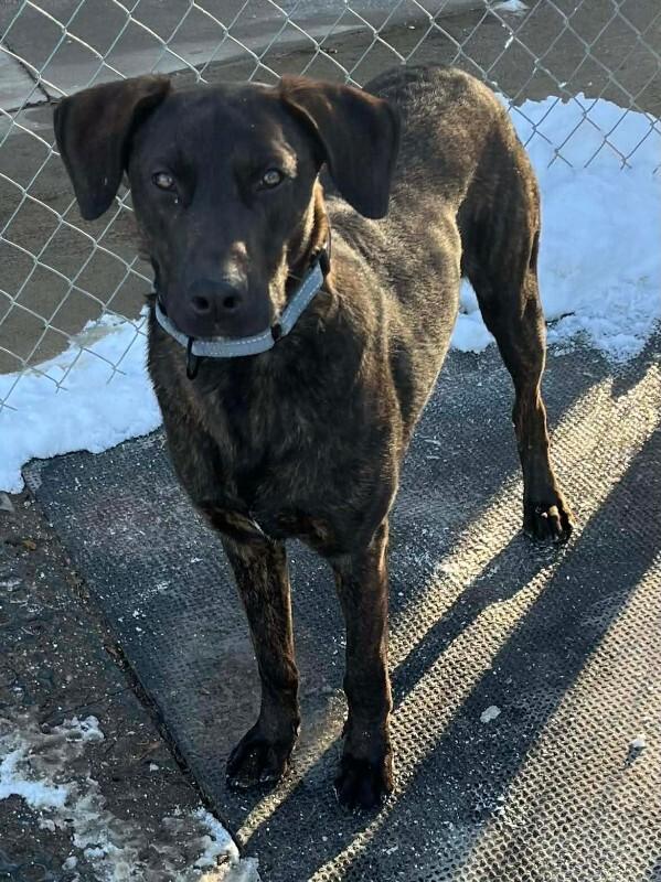 Enlarge DJango, a Adoptable Plott Hound in Windsor, CO image 3/5