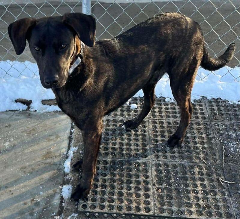 Enlarge DJango, a Adoptable Plott Hound in Windsor, CO image 4/5