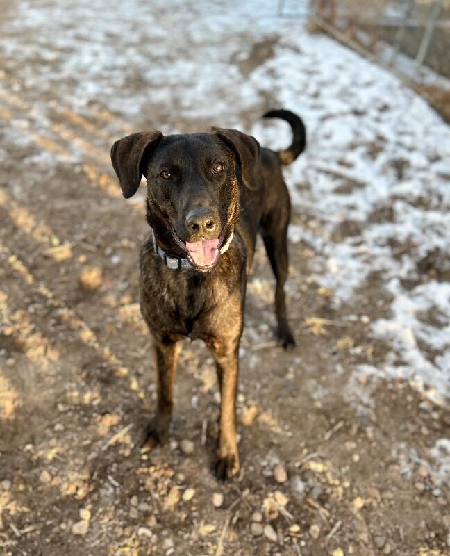 Enlarge DJango, a Adoptable Plott Hound in Windsor, CO image 5/5