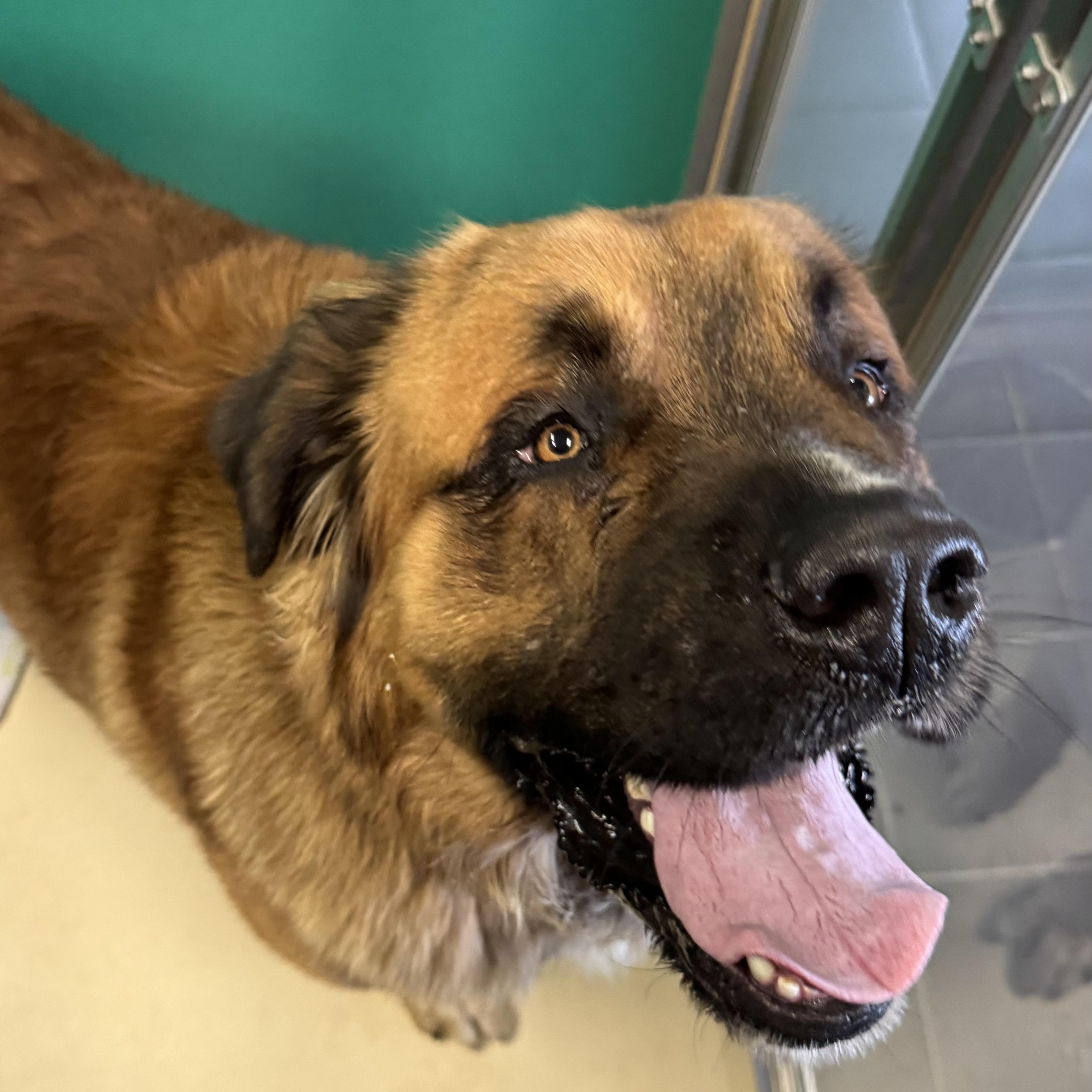 Bijou , adopted, Young Male Bernese Mountain Dog.