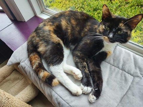 Enlarge Sushi, a Adopted mixed breed in Hoover , AL image 1/1