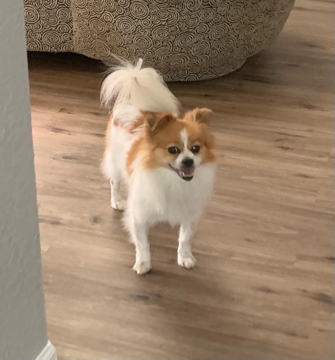 Maggie Sue, a Adoptable mixed breed in Maumee, OH image 1/6