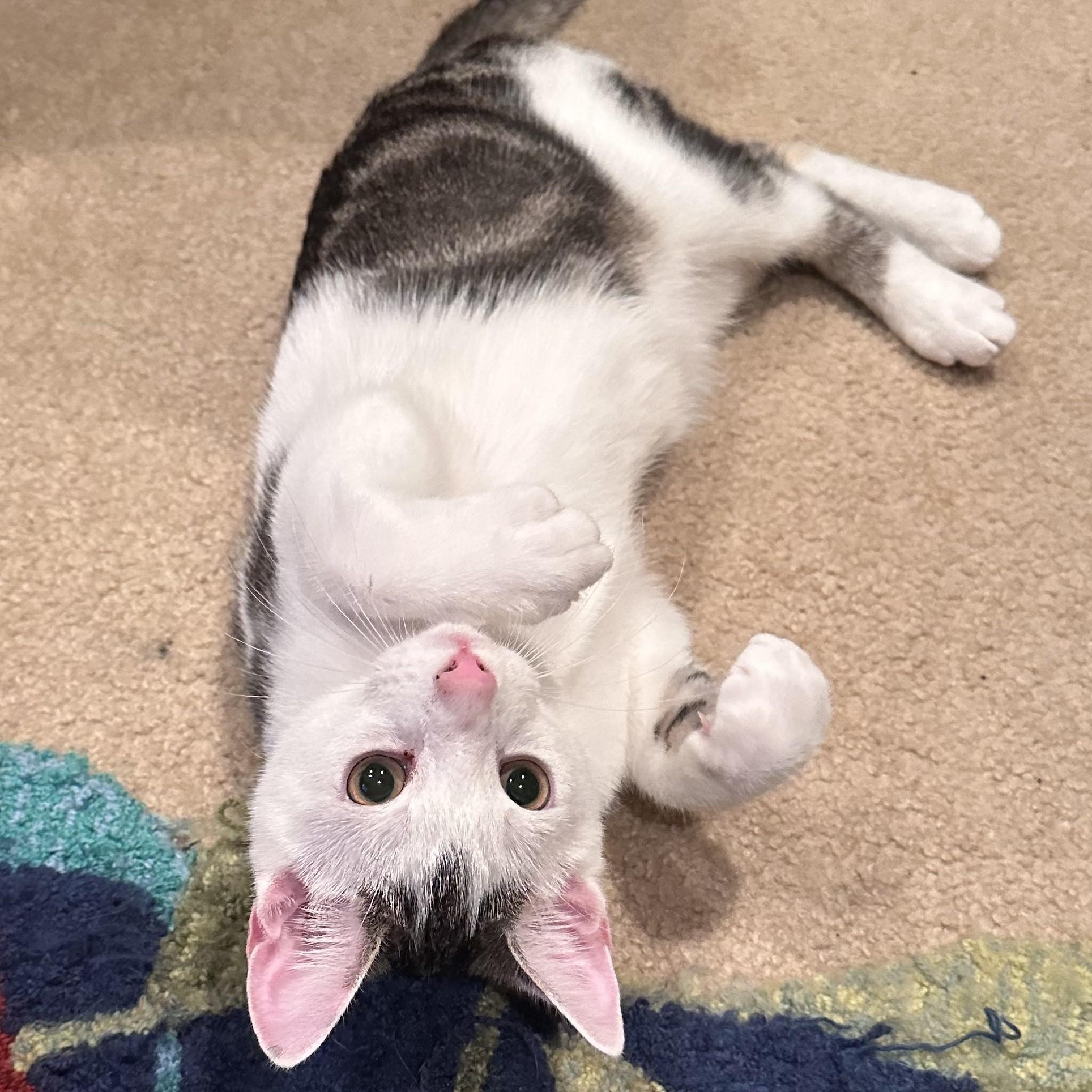 Michael , Adoptable, Young Male Domestic Short Hair.