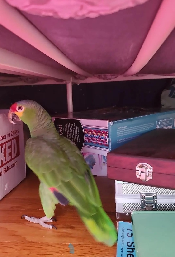 EZ, Adoptable, Adult Male Amazon.