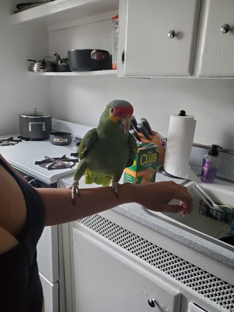 EZ, a Adoptable Amazon in North Babylon, NY image 2/2