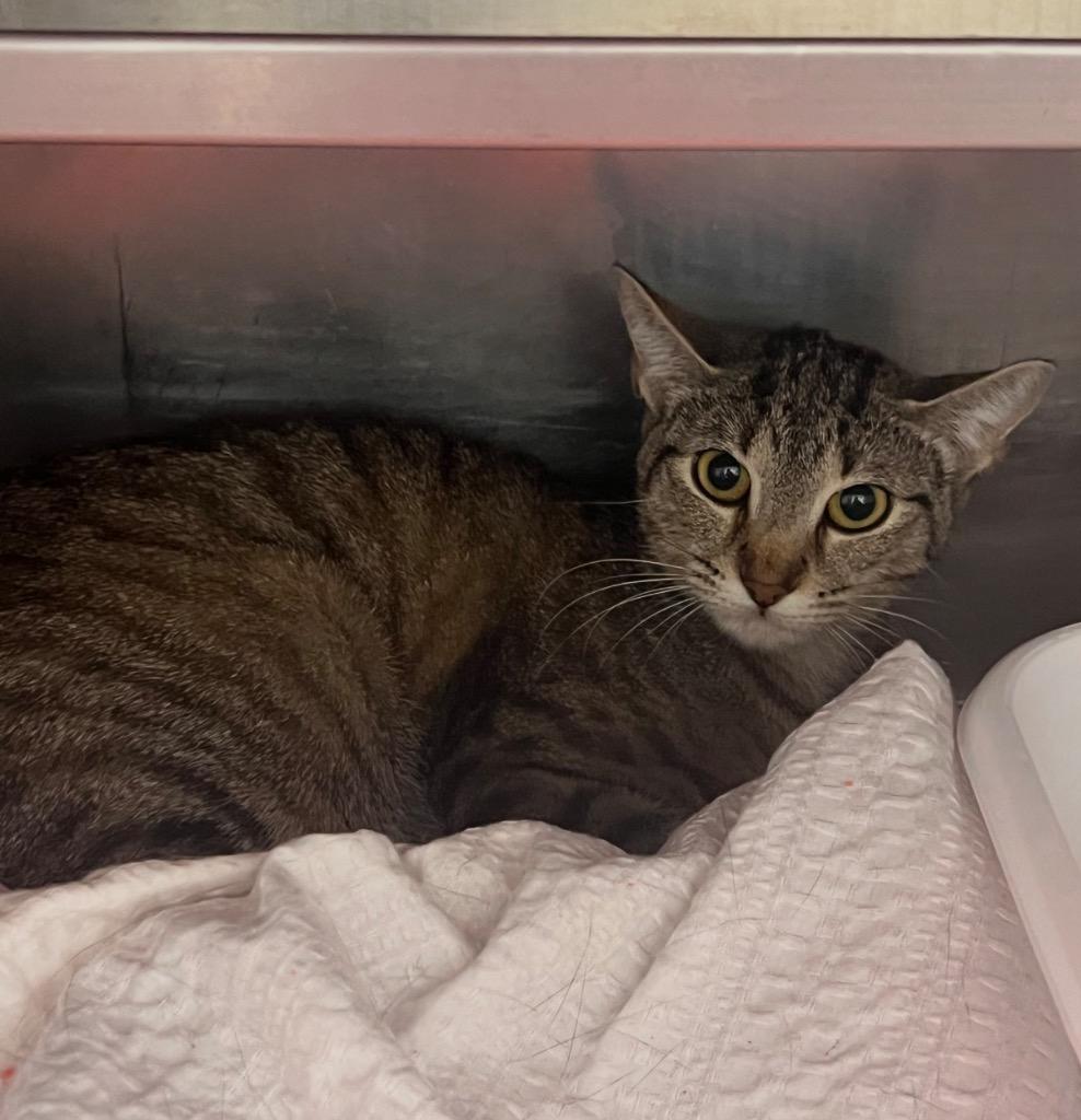 Littles, Adoptable, Young Female Domestic Short Hair.